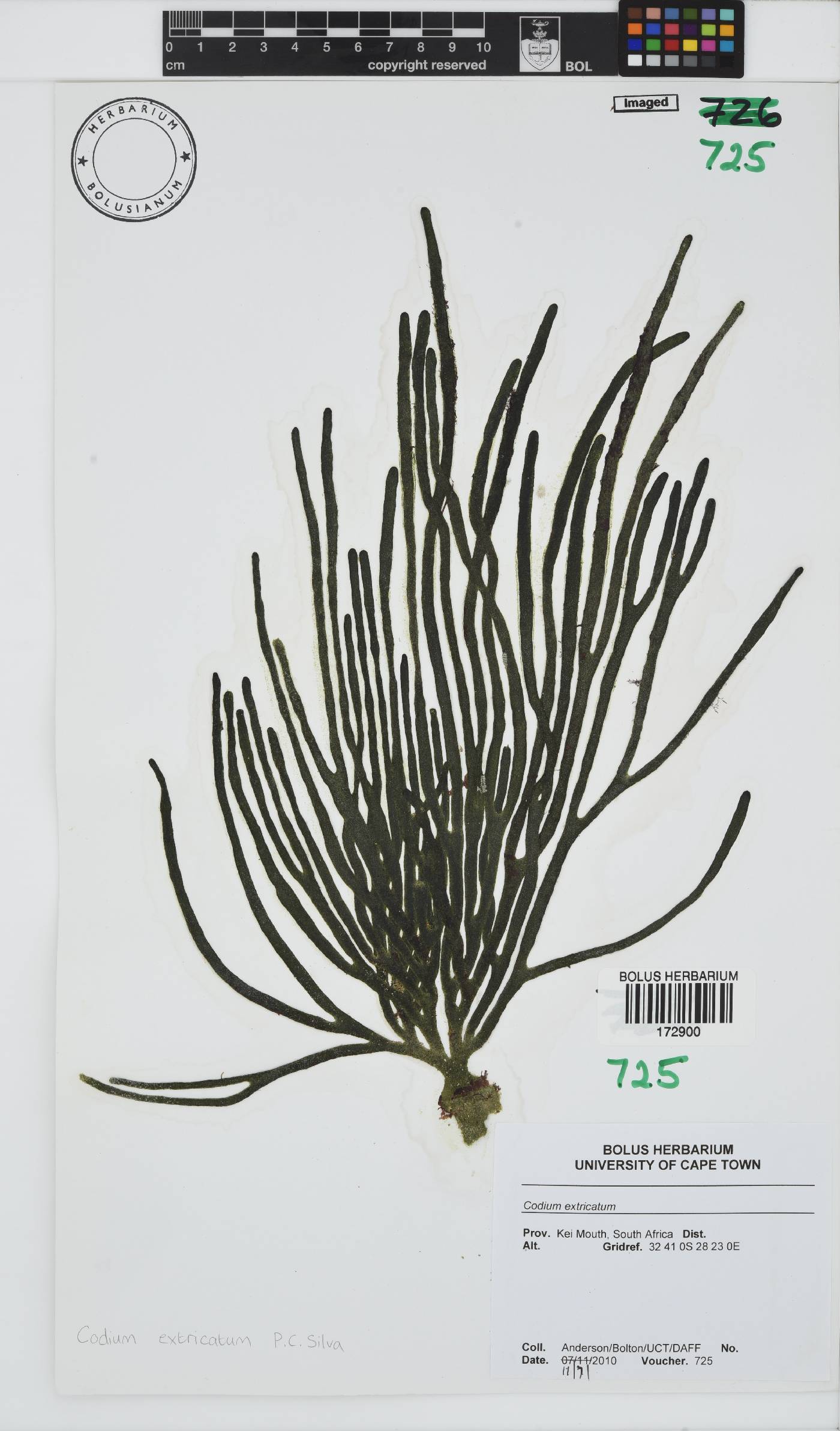 Codium extricatum image