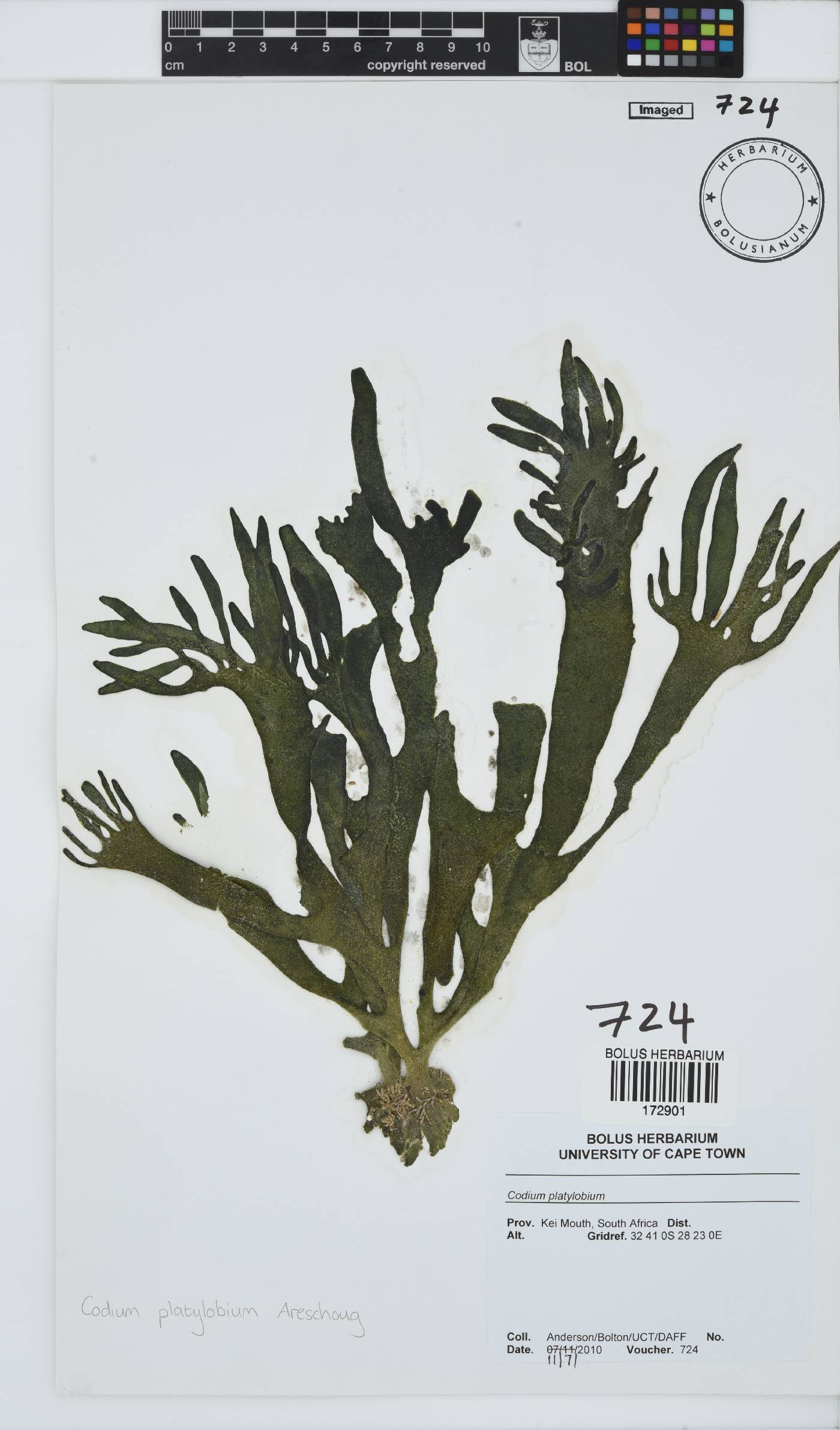 Codium platylobium image