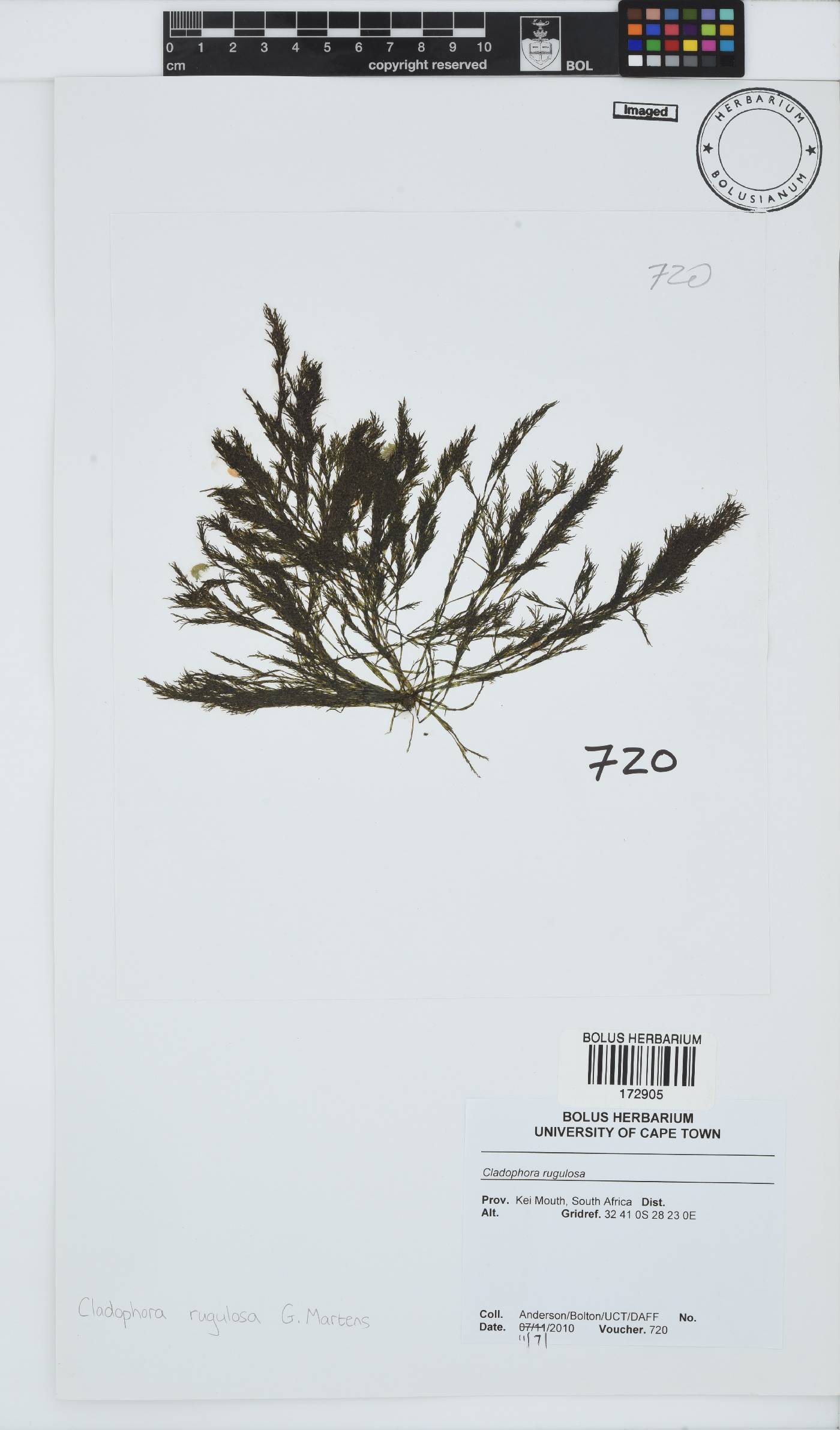 Cladophora rugulosa image