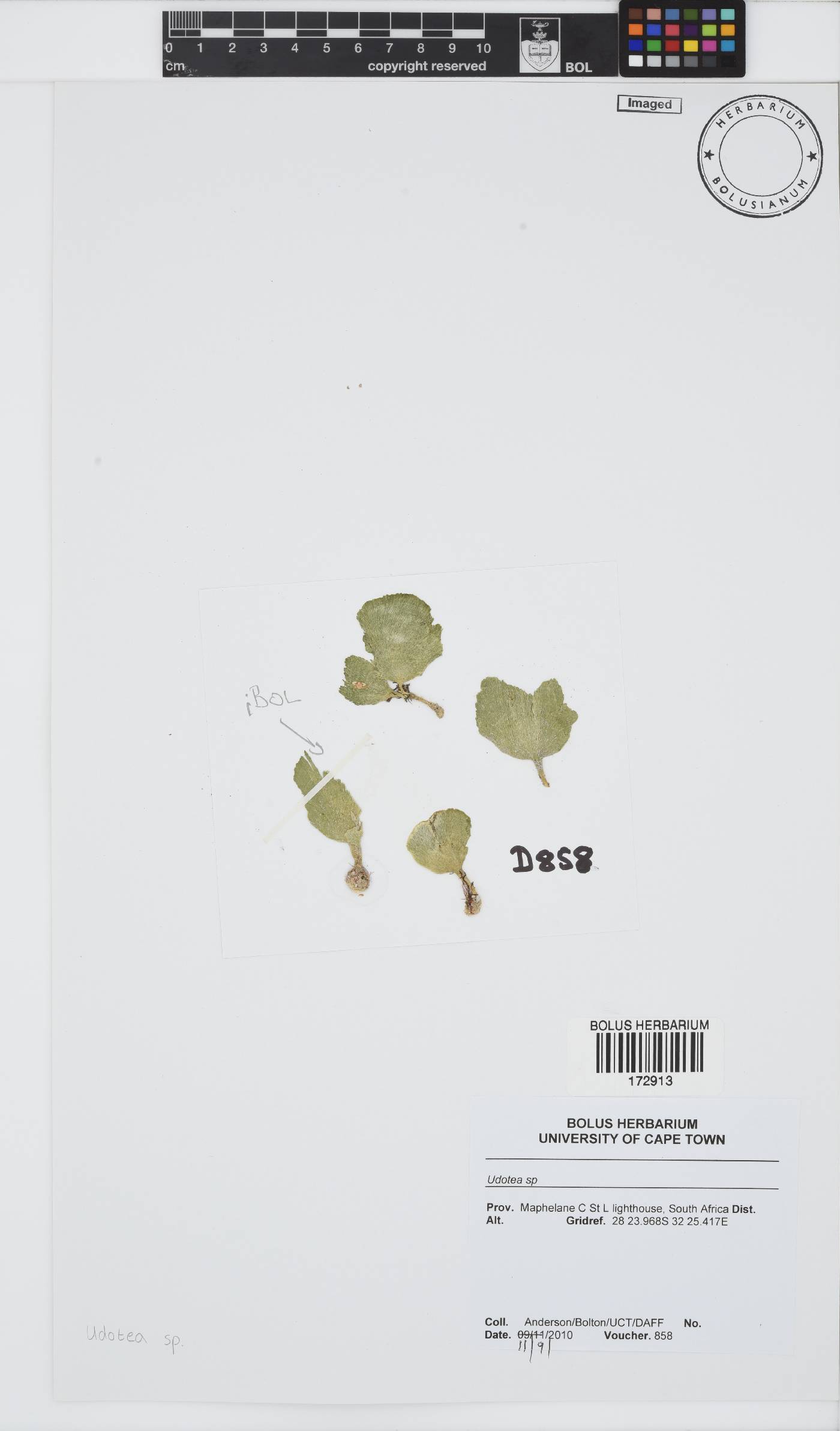 Udoteaceae image
