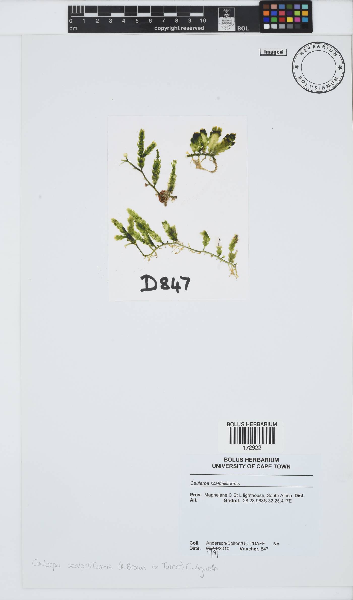 Caulerpa scalpelliformis image
