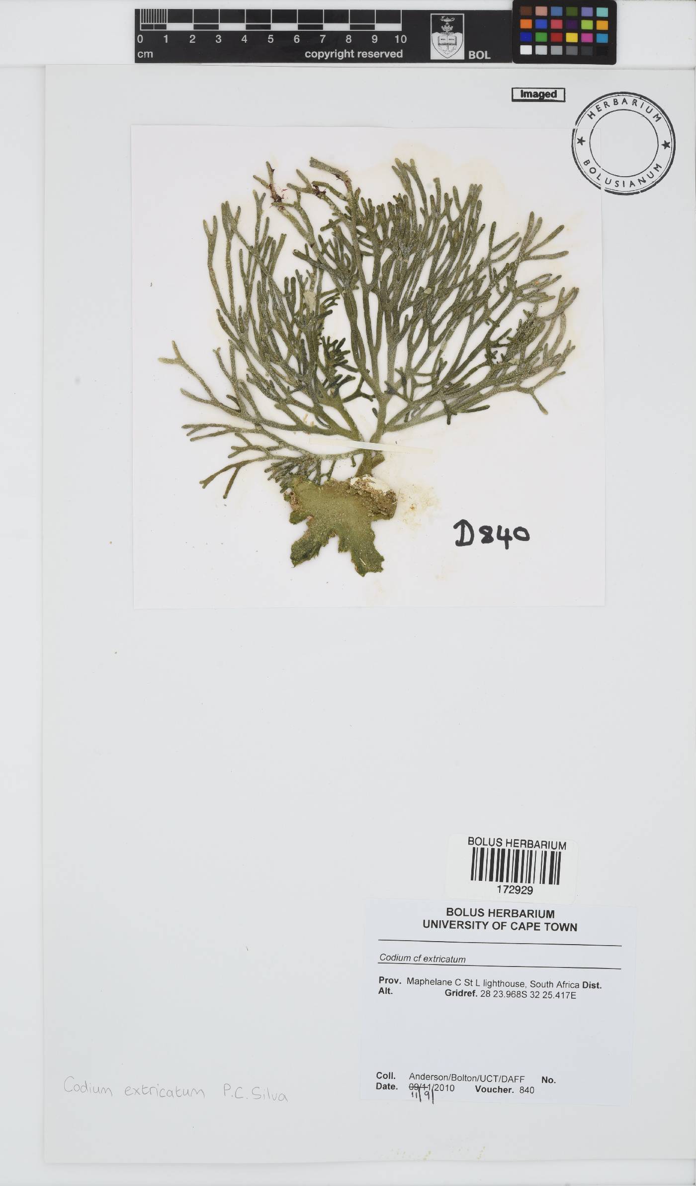 Codium extricatum image
