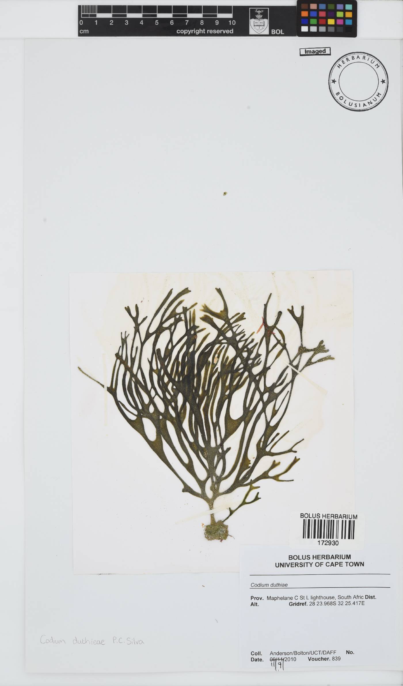 Codium duthieae image