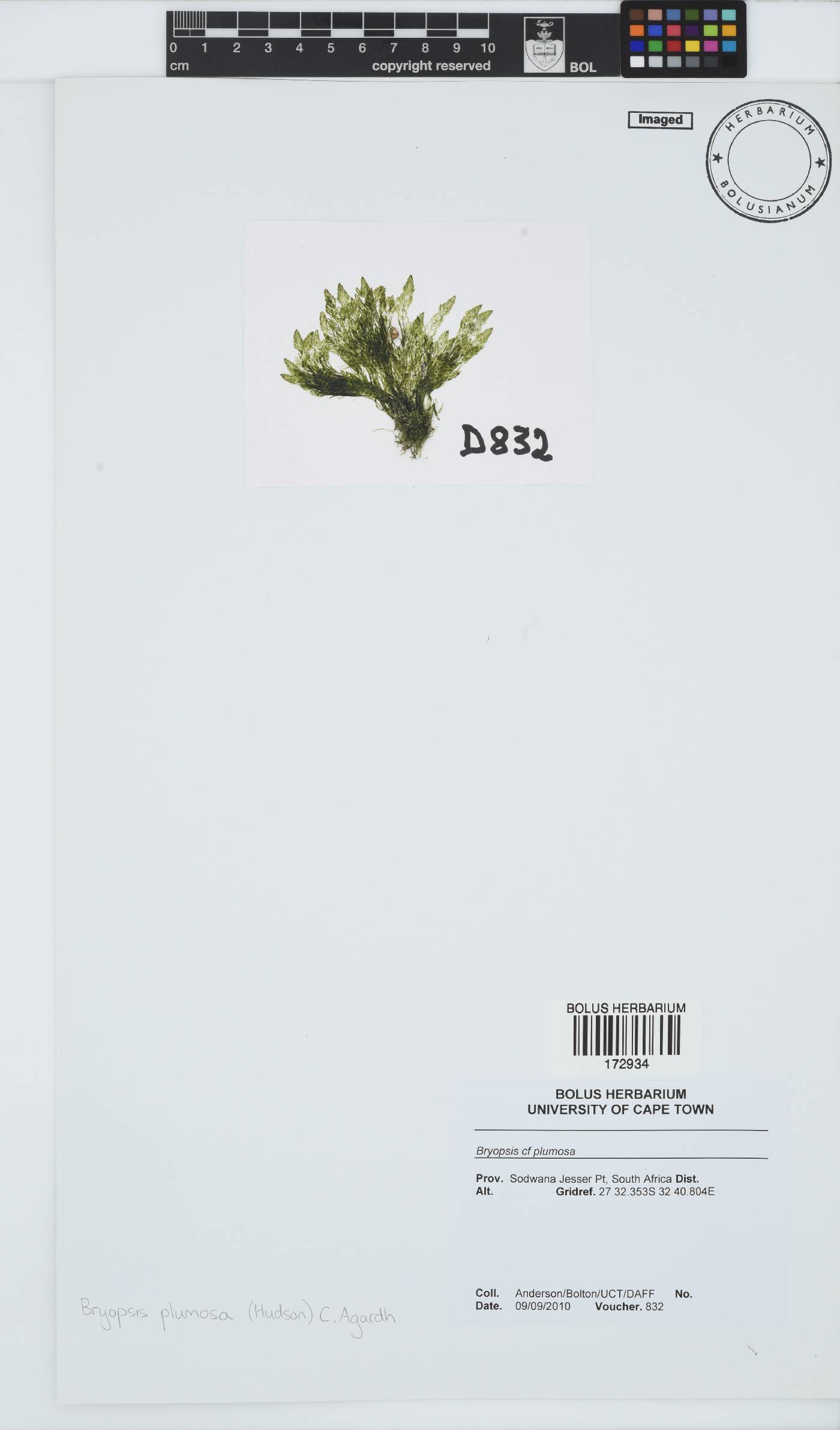 Bryopsis plumosa image