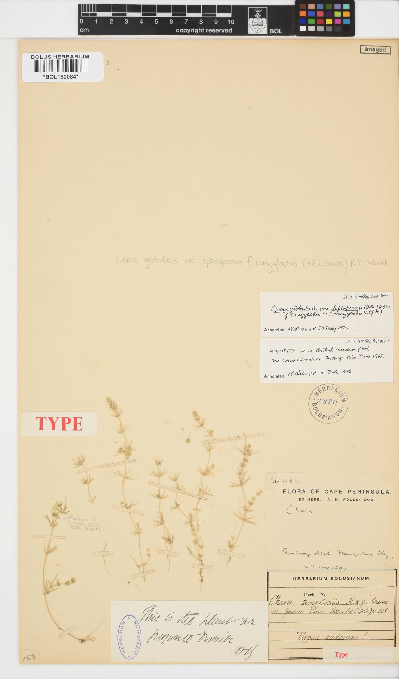 Chara tanyglochis image