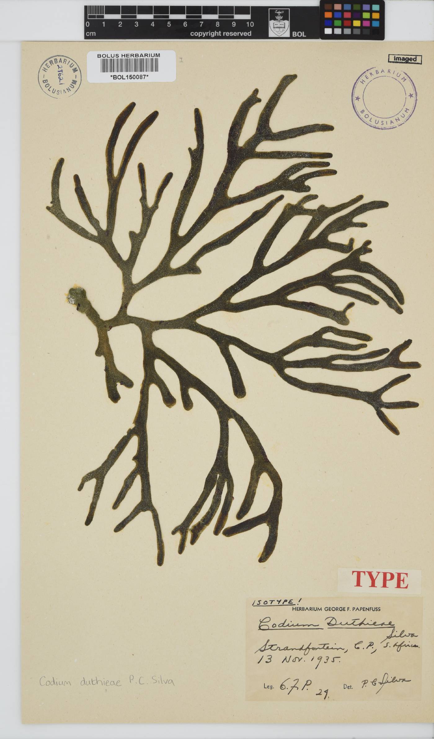 Codium duthieae image