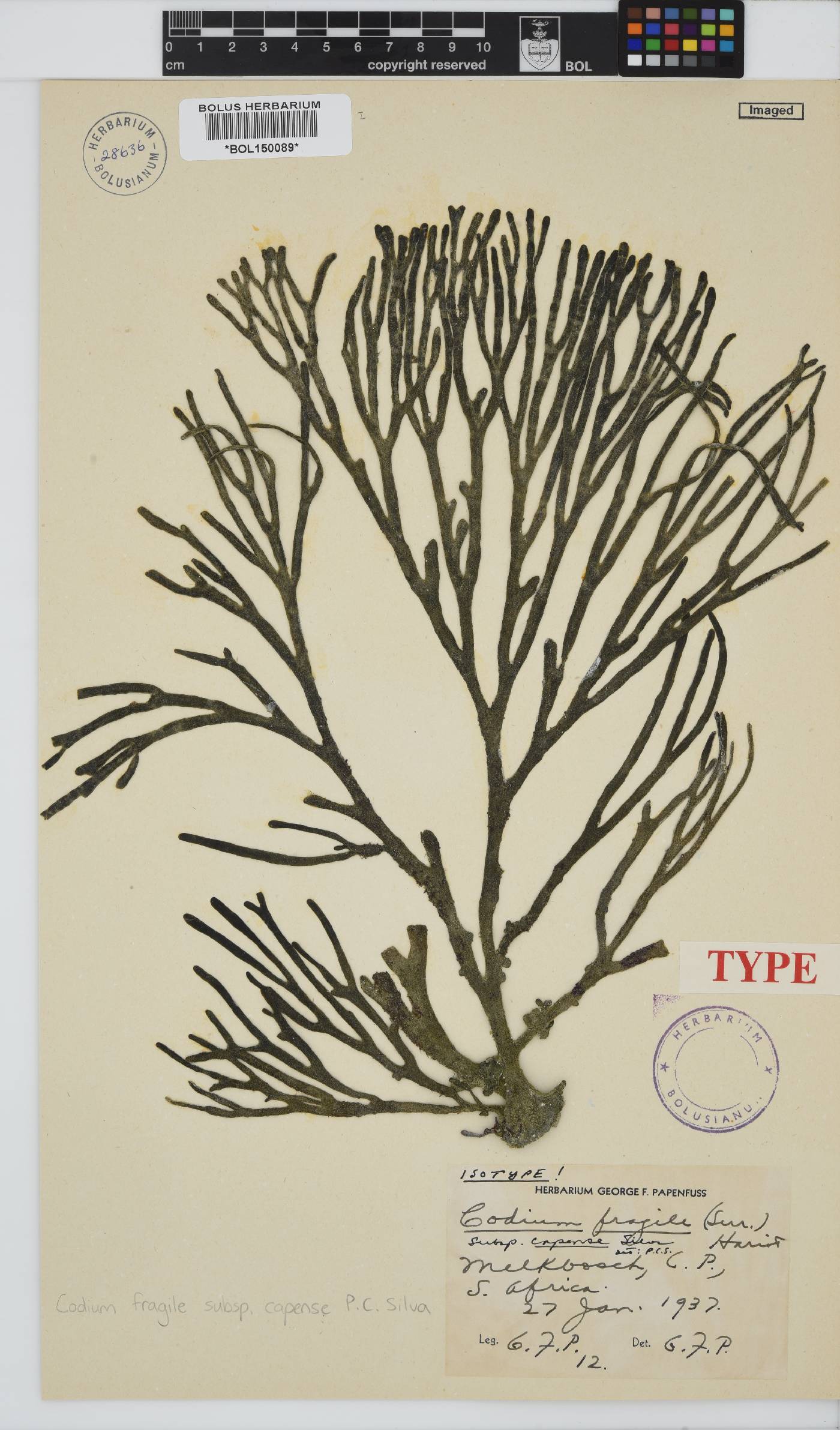 Codium fragile image