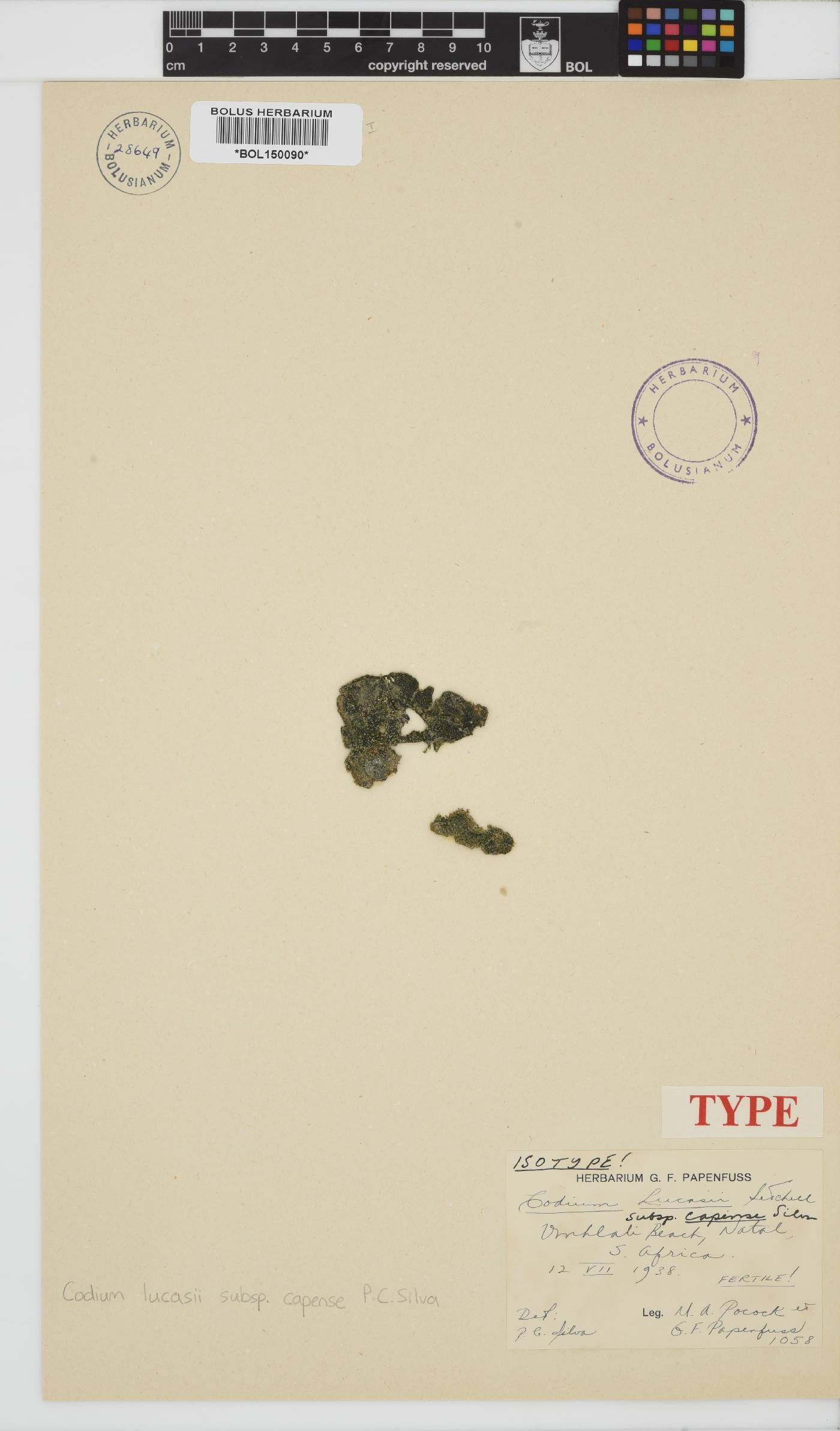 Codium lucasii image