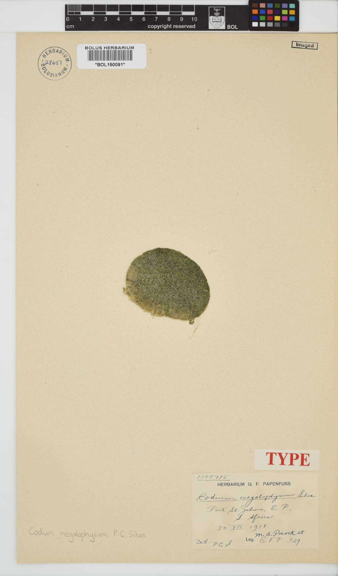 Codium megalophysum image