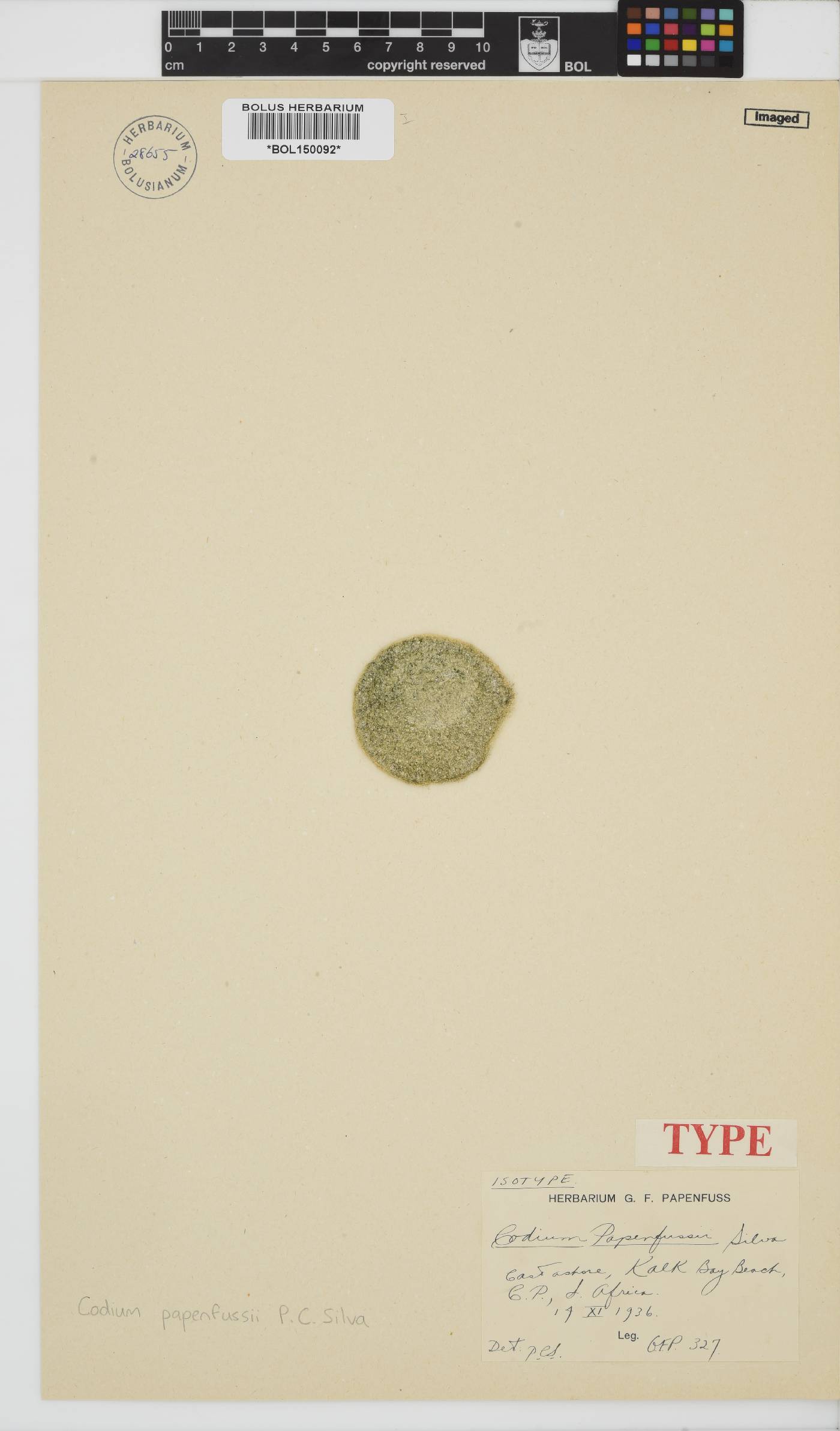 Codium papenfussii image
