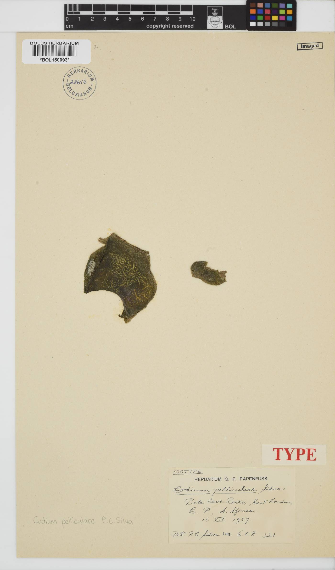 Codium pelliculare image