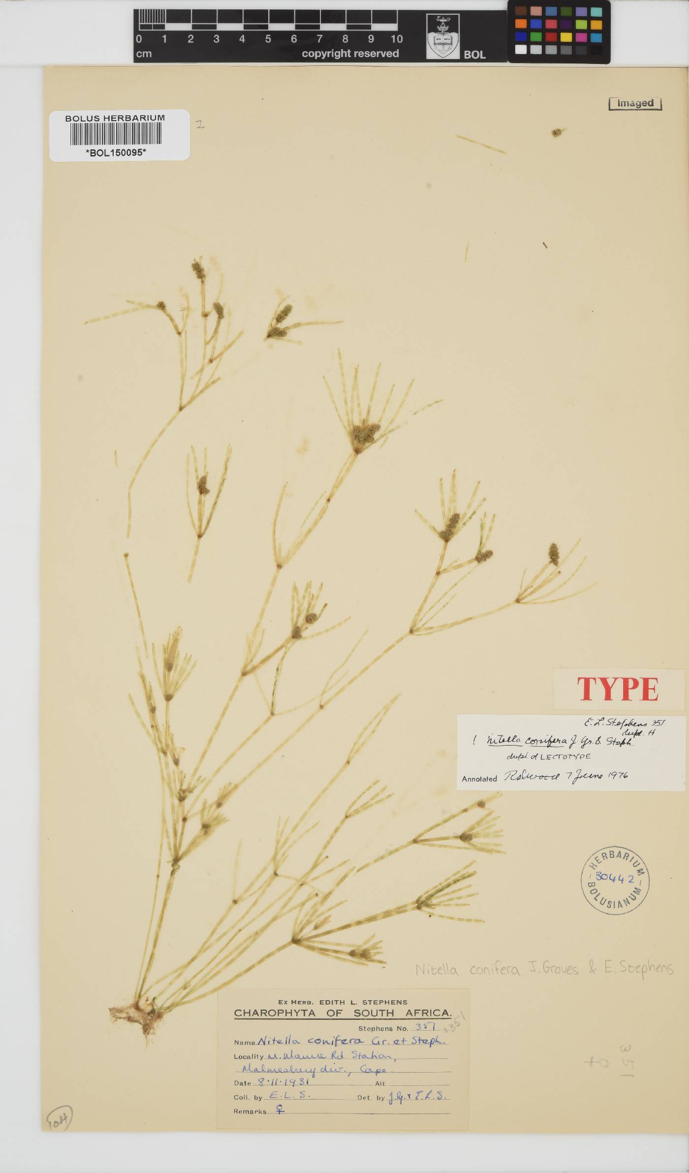 Nitella conifera image