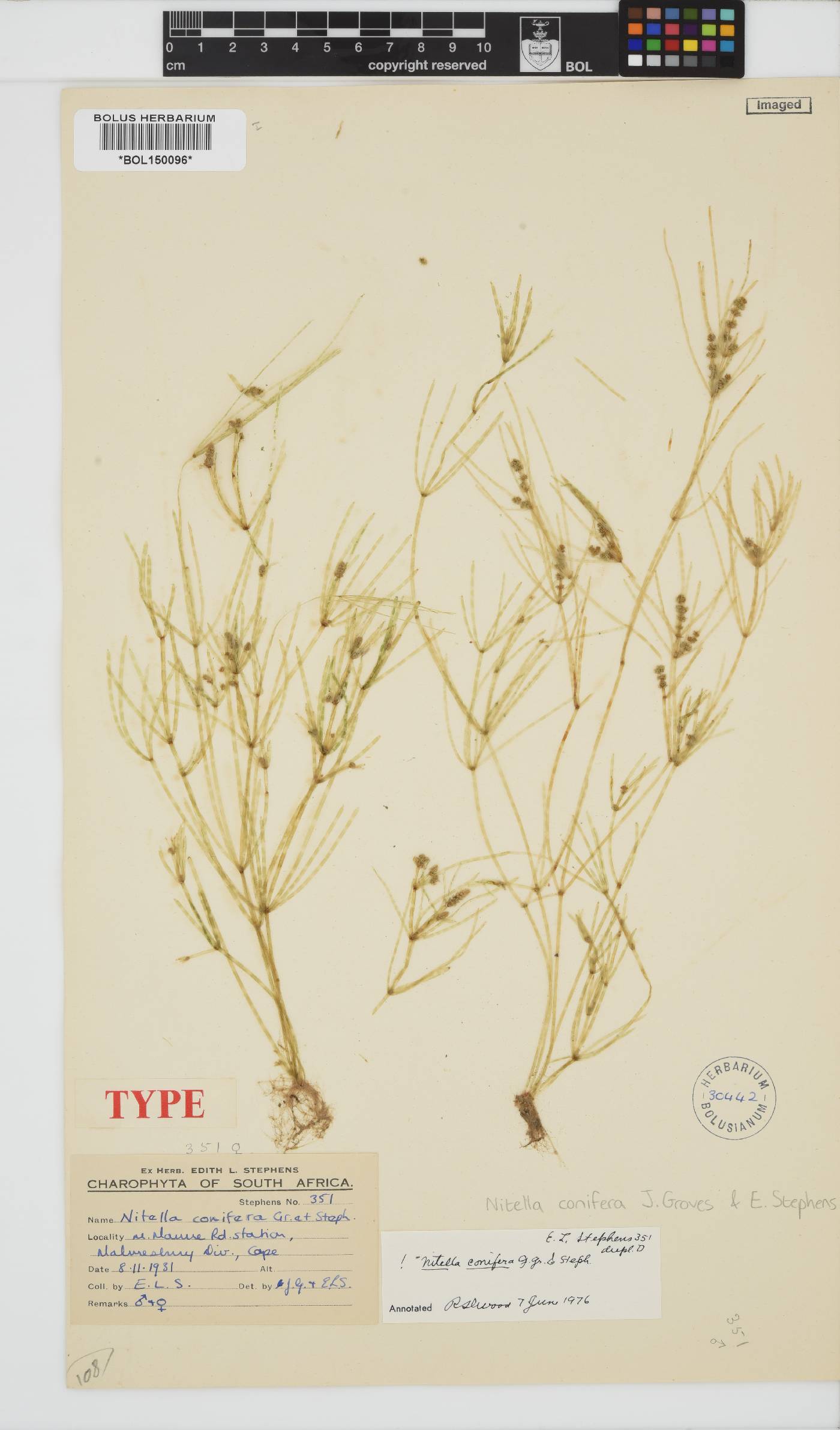 Nitella conifera image