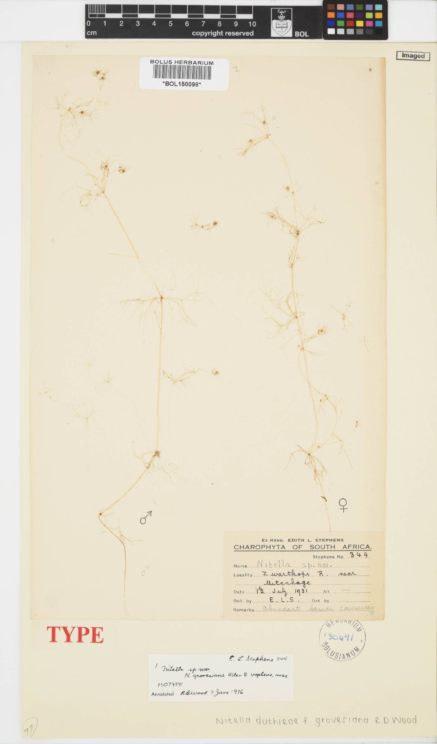 Nitella duthieae f. grovesiana image