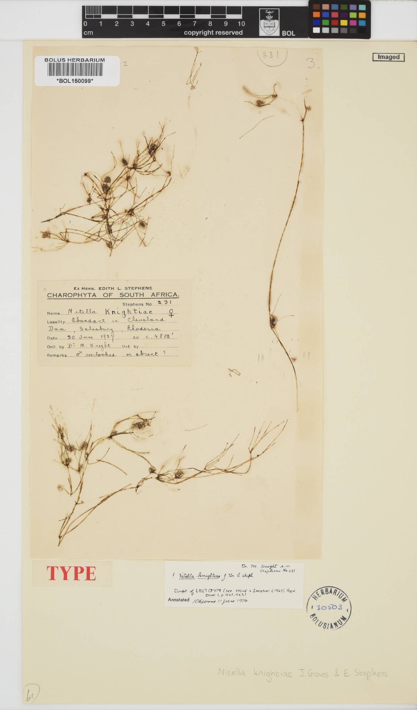 Nitella knightiae image