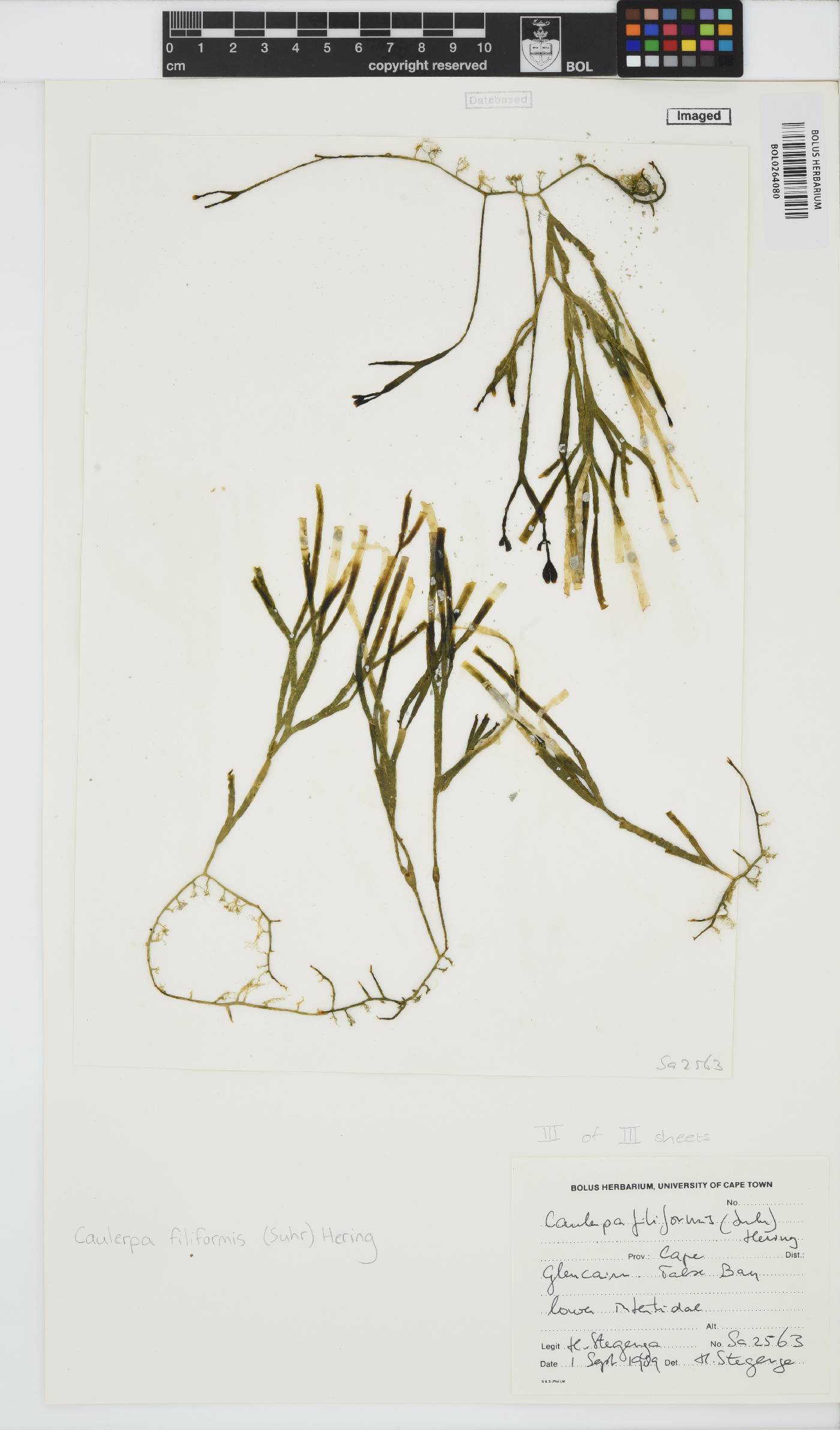 Caulerpa filiformis image