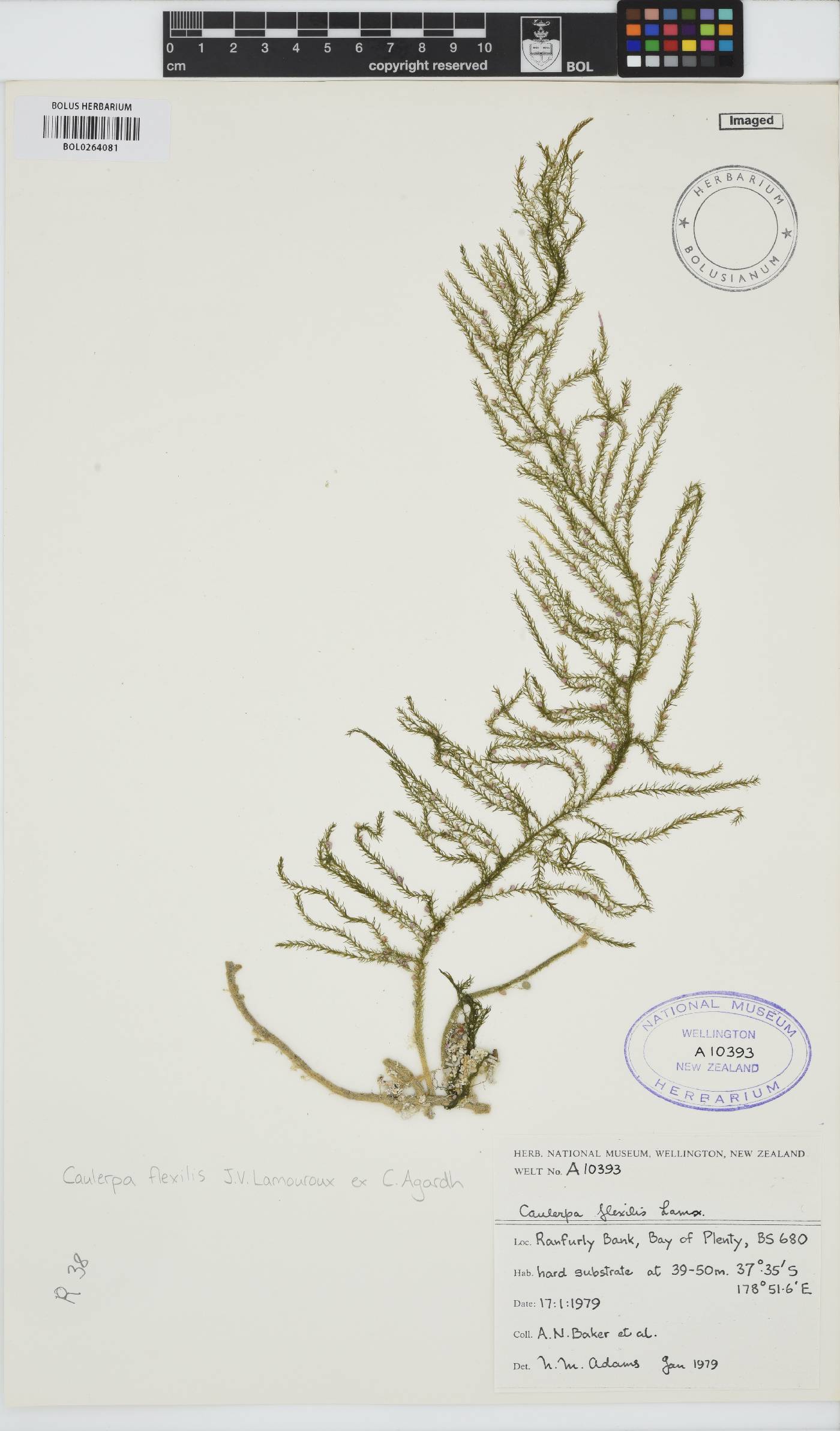 Caulerpa flexilis image