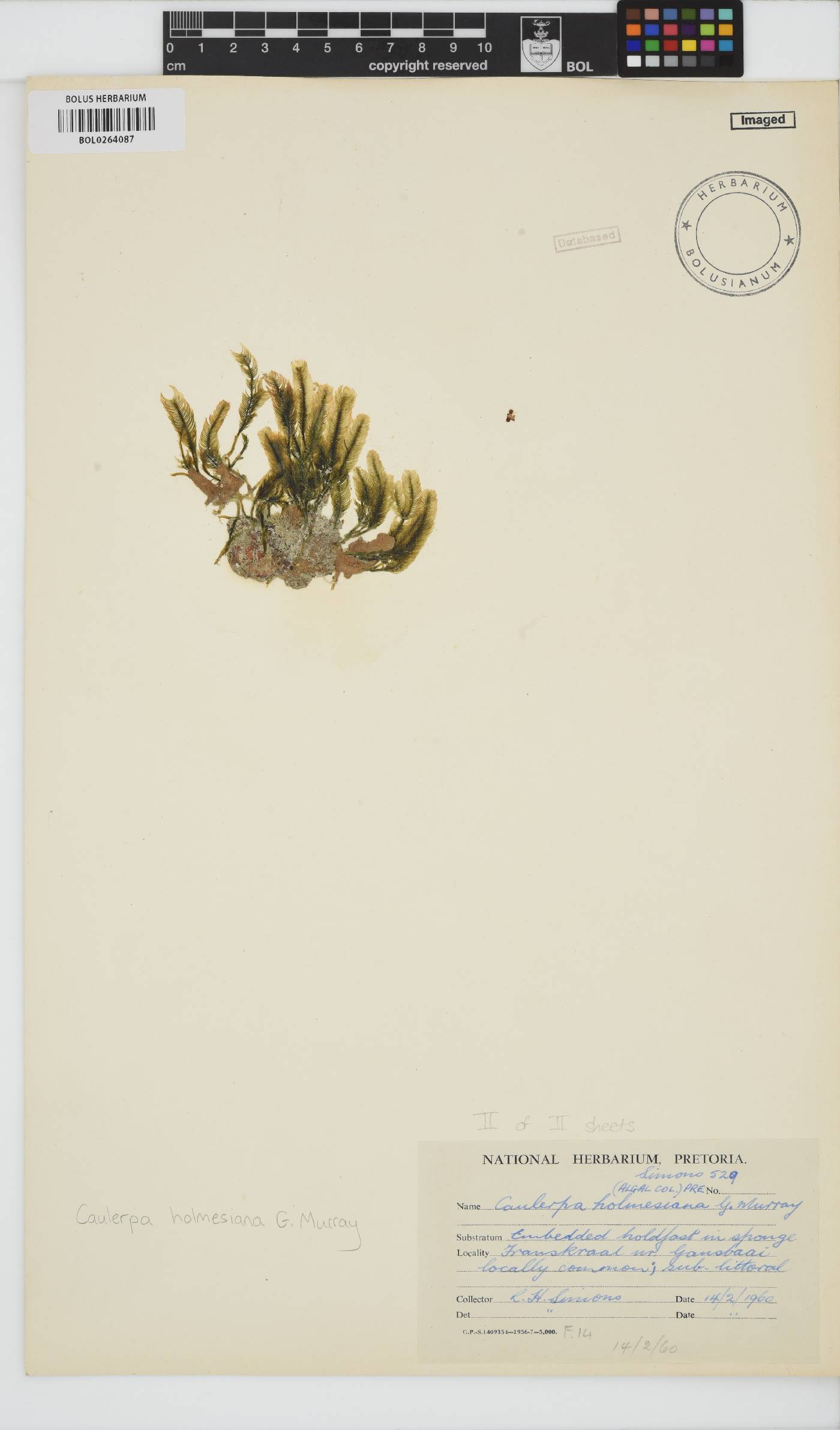 Caulerpa holmesiana image