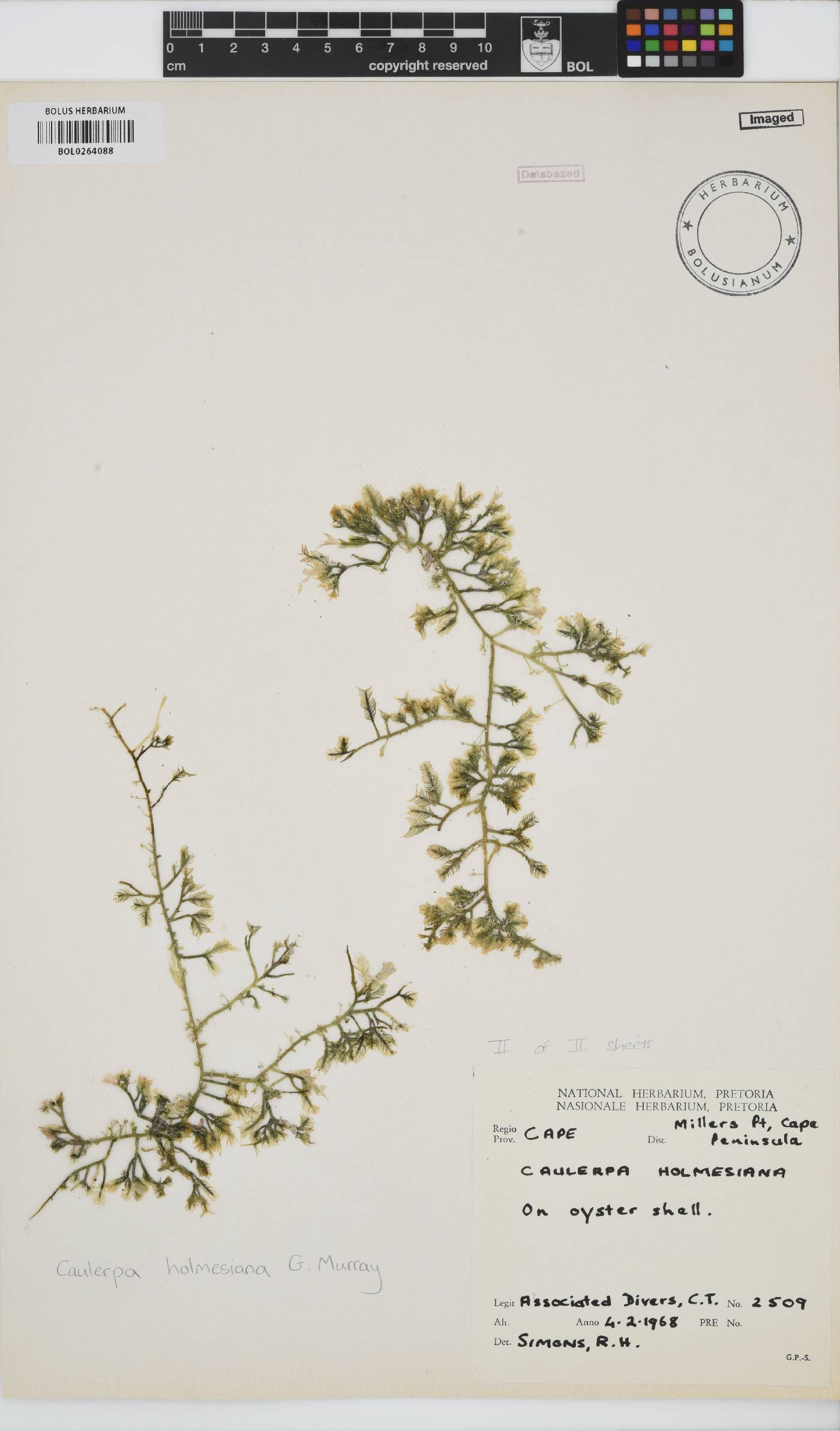 Caulerpa holmesiana image