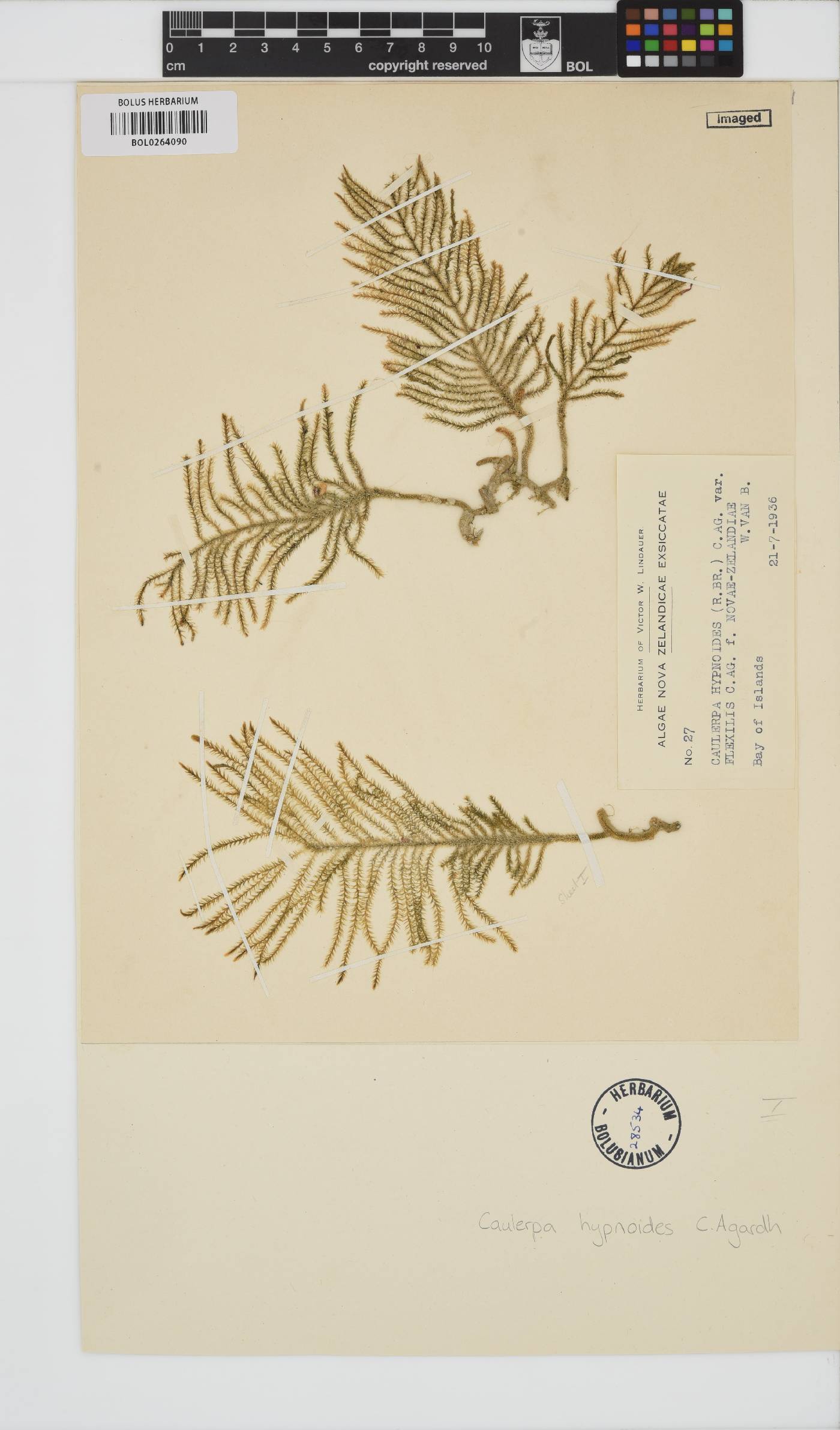 Caulerpa flexilis image