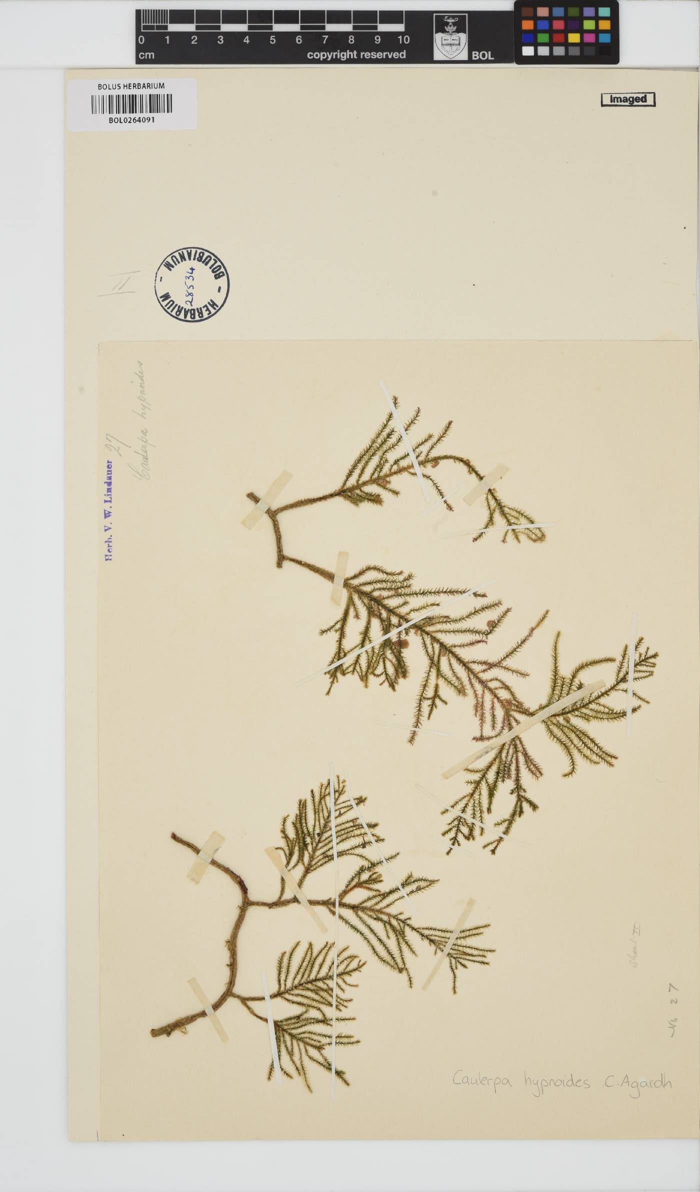 Caulerpa flexilis image