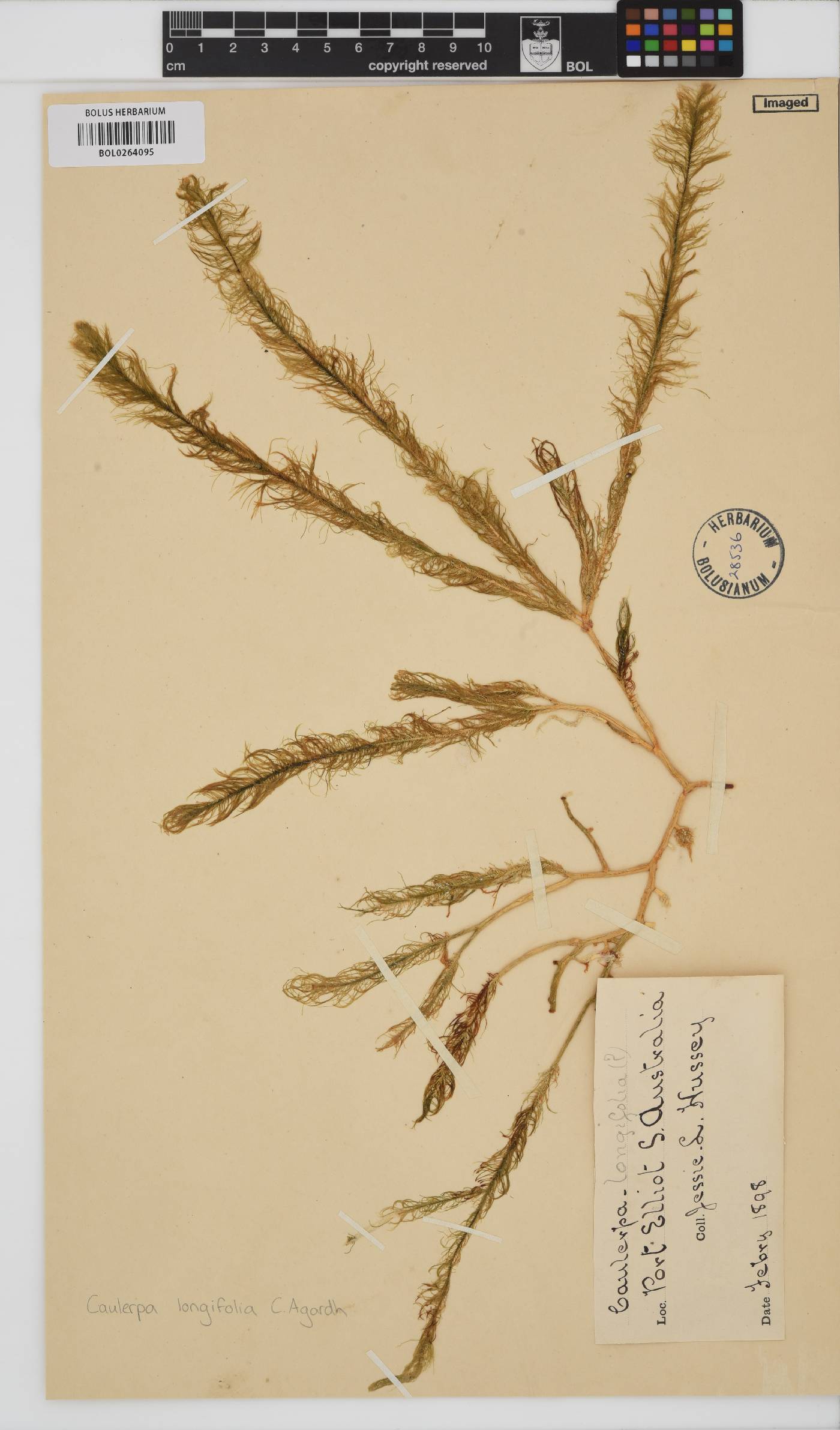 Caulerpa longifolia image