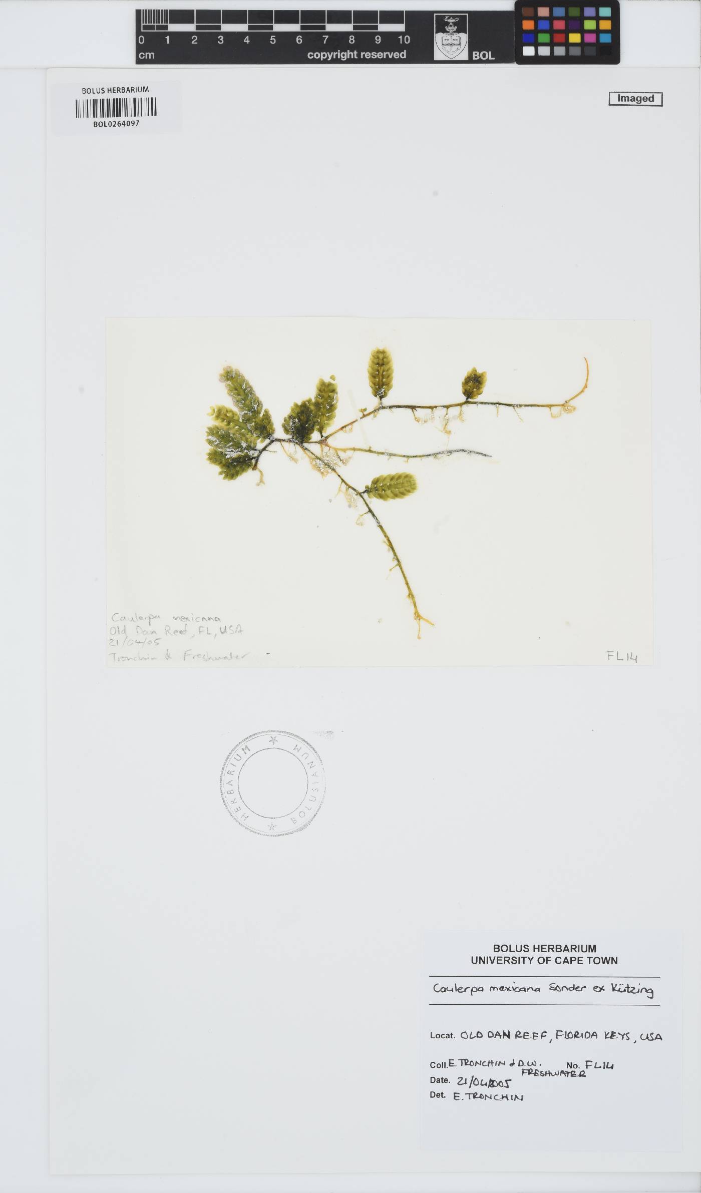 Caulerpa mexicana image