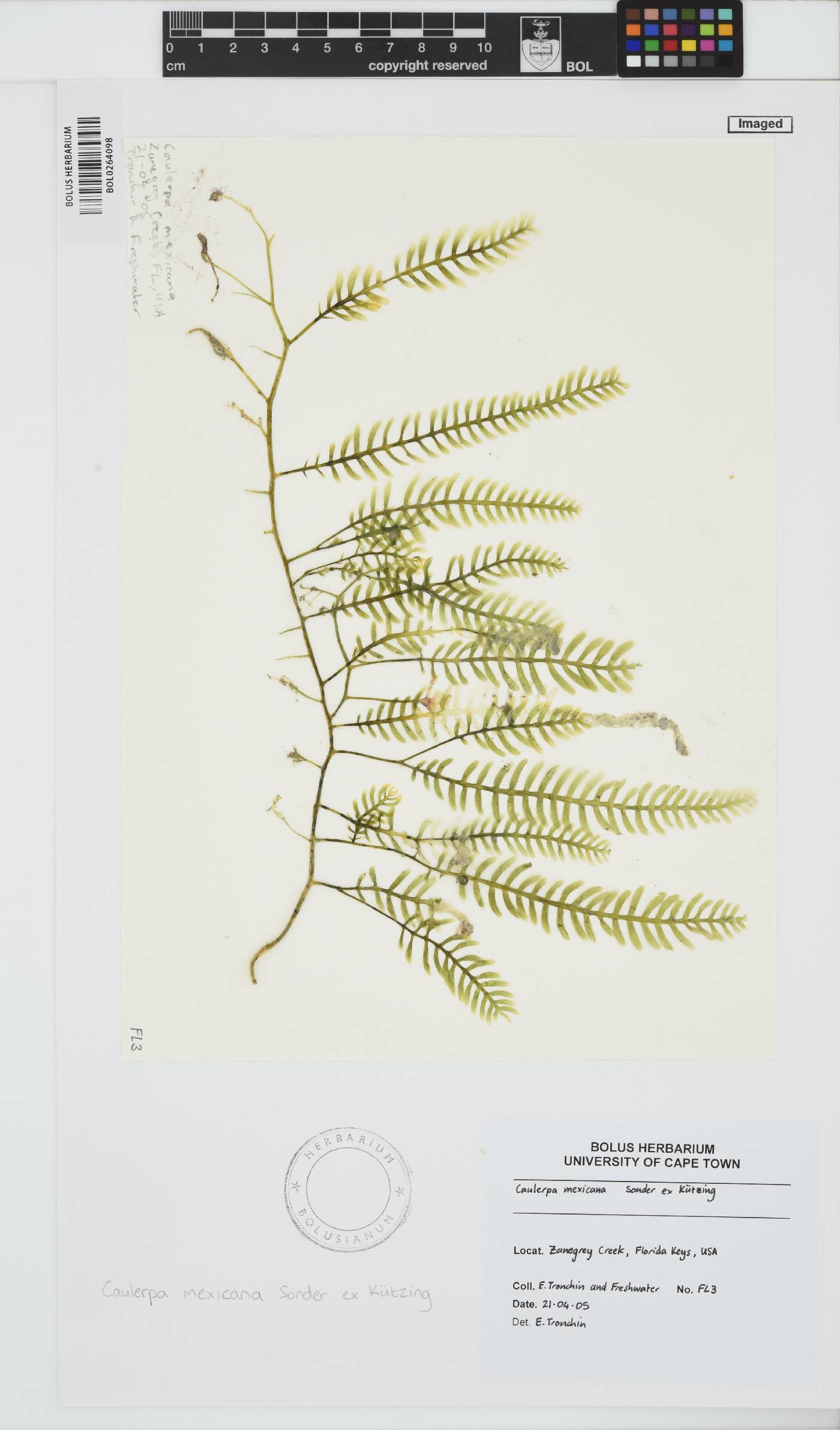 Caulerpa mexicana image