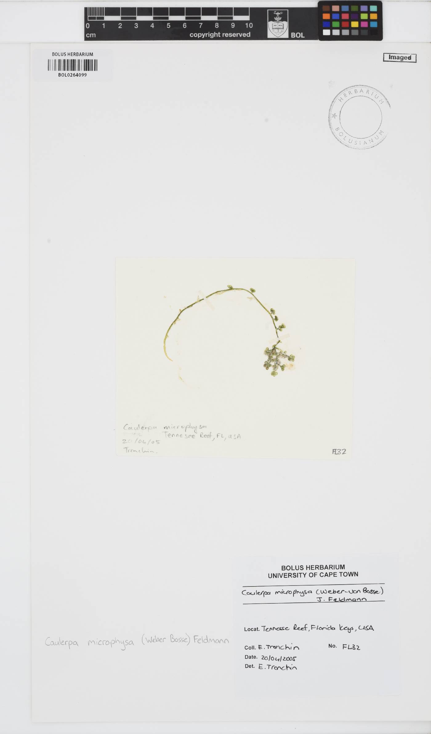 Caulerpa microphysa image