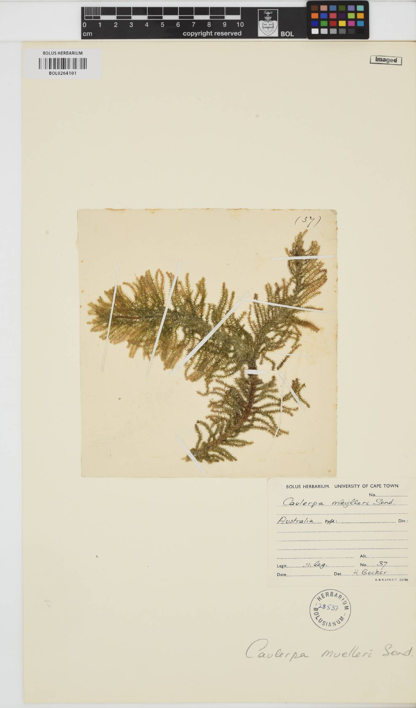 Caulerpa muelleri image