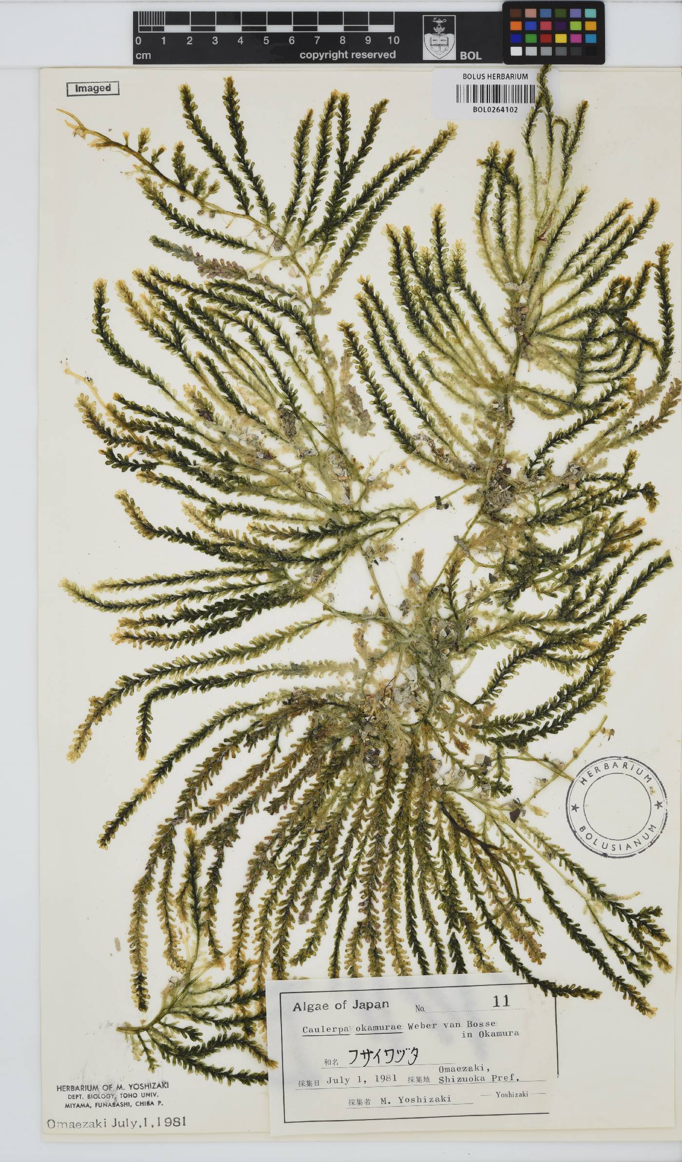 Caulerpa okamurae image