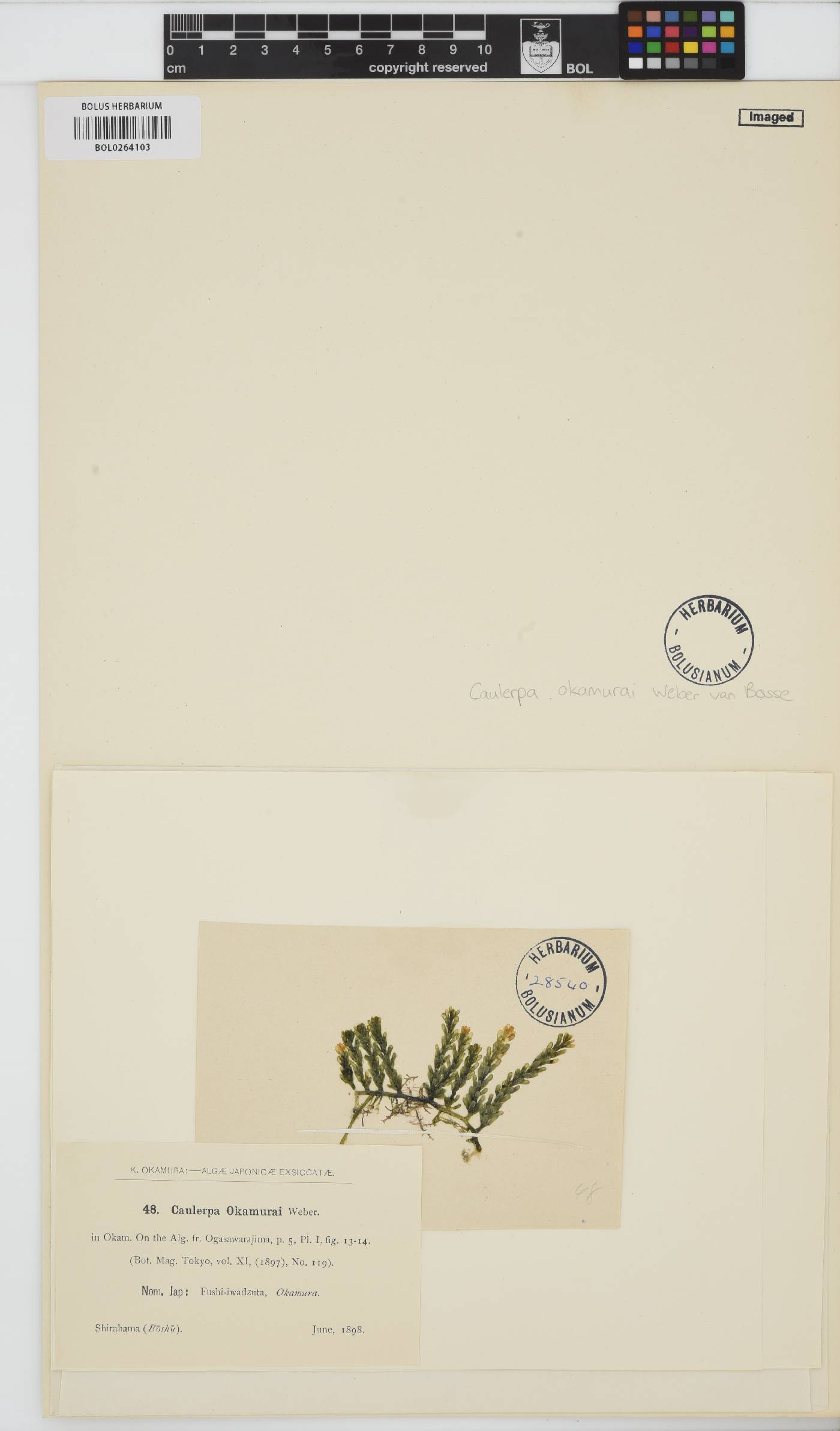 Caulerpa okamurae image