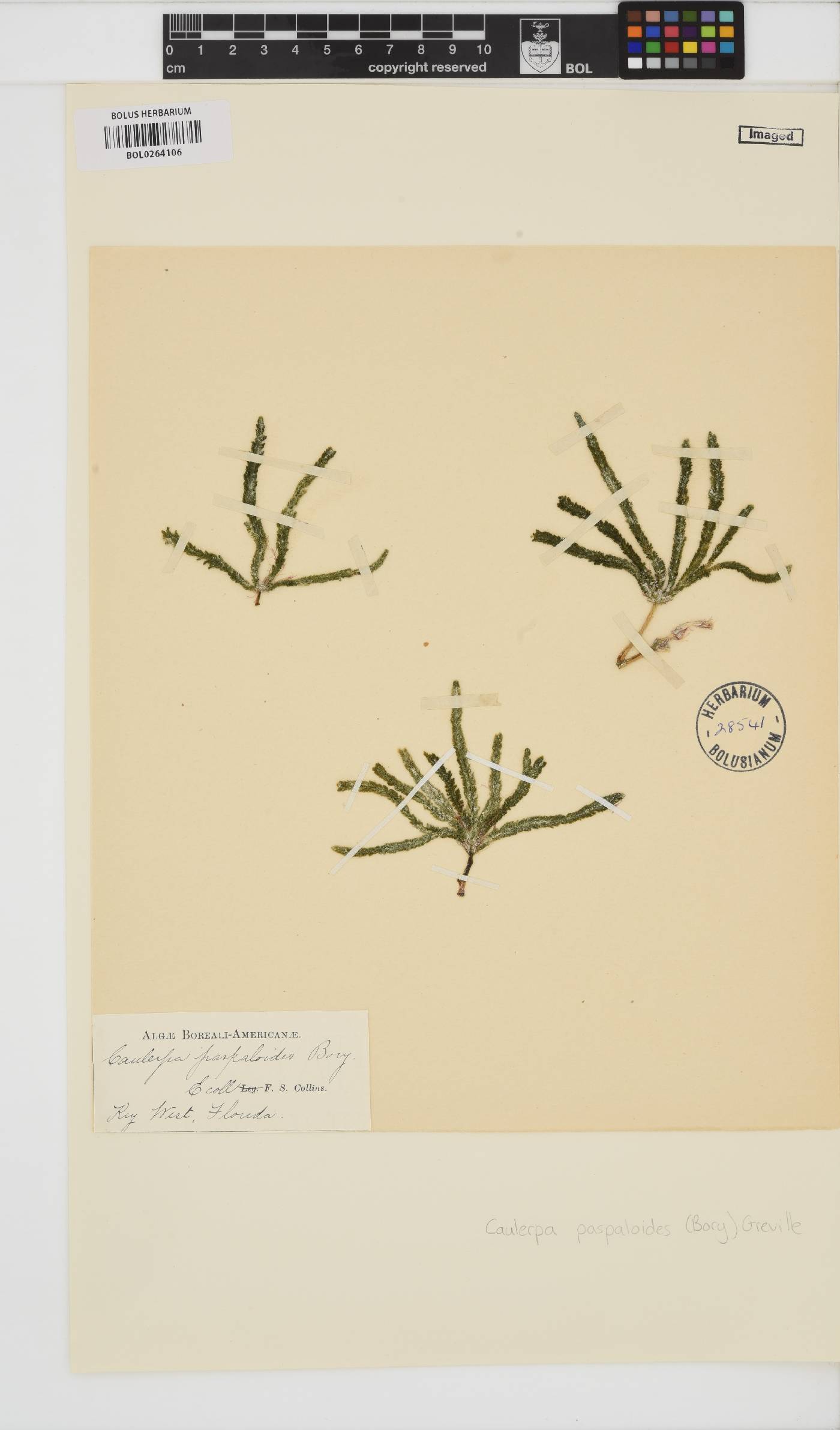 Caulerpa paspaloides image