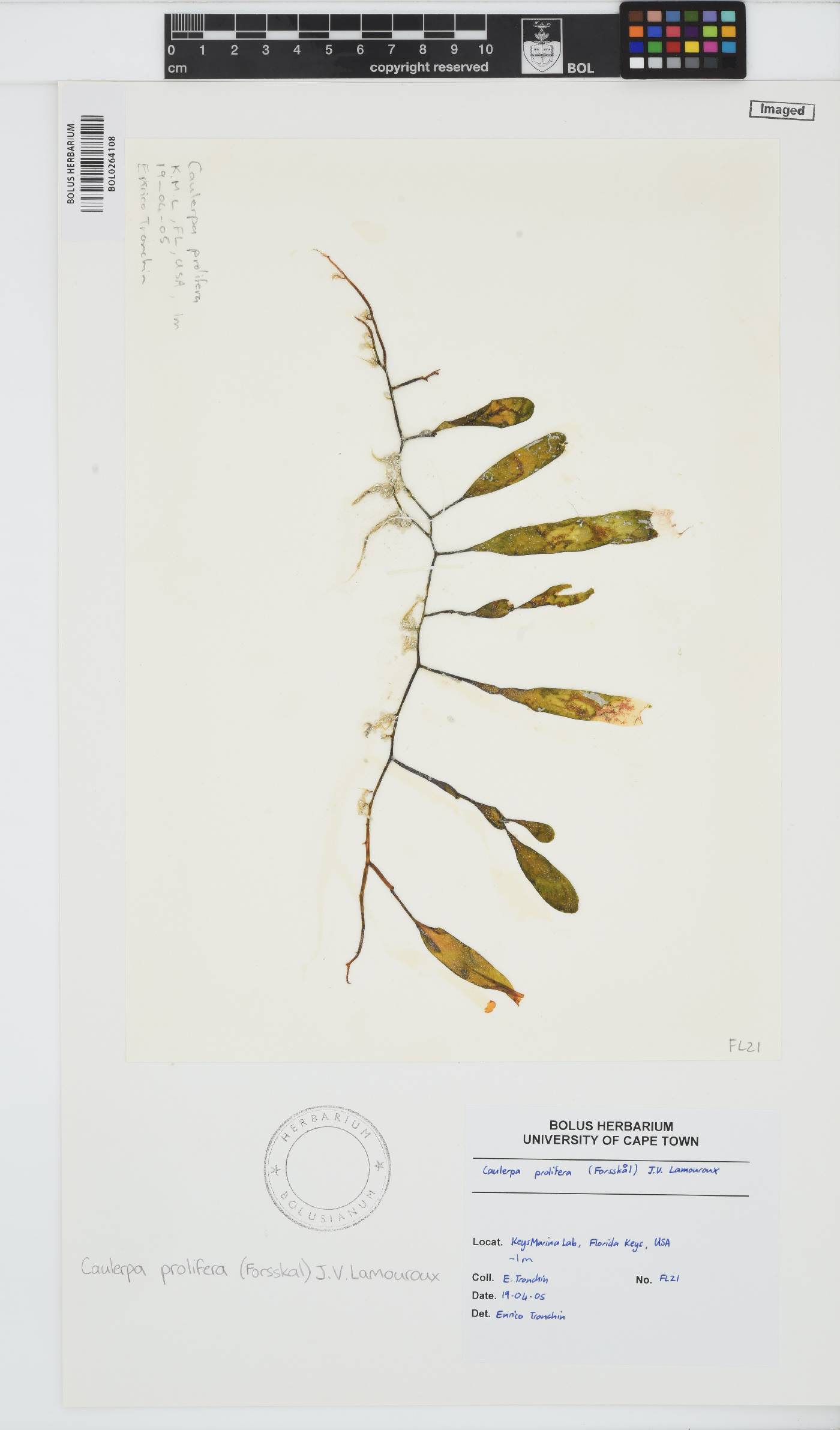 Caulerpa prolifera image