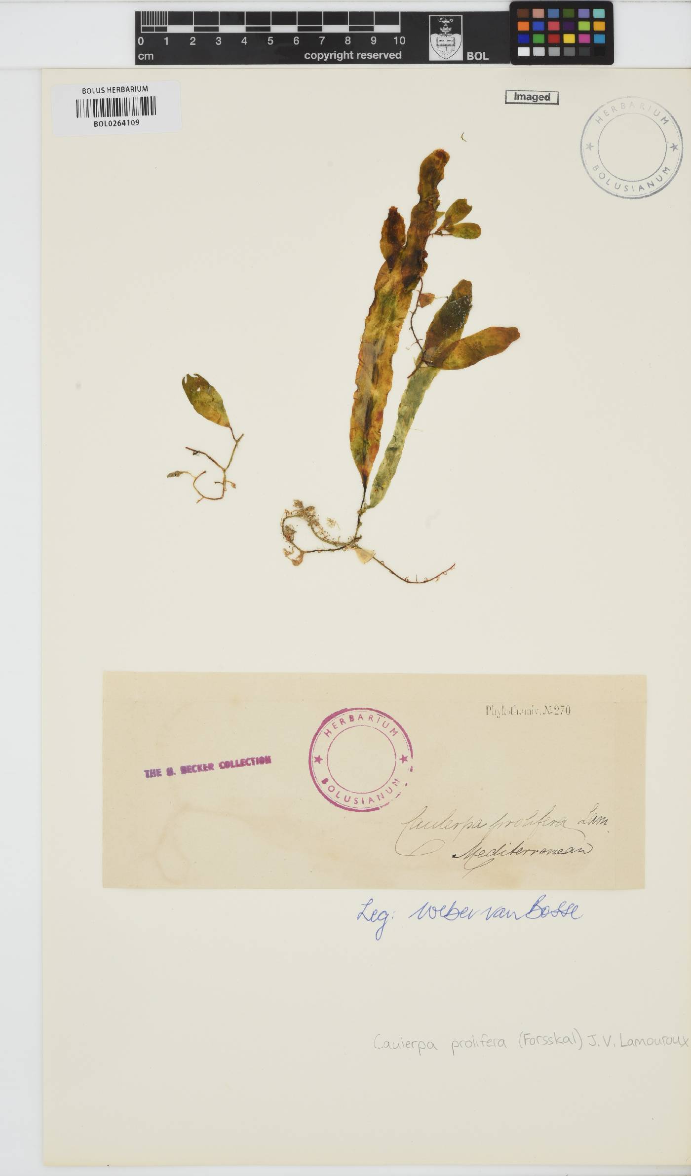 Caulerpa prolifera image