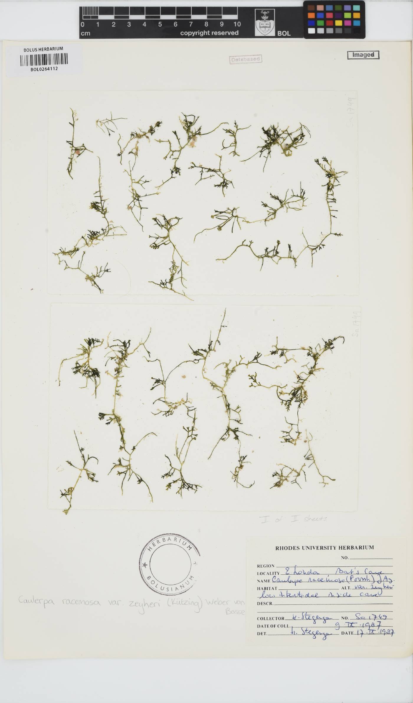 Caulerpa zeyheri image