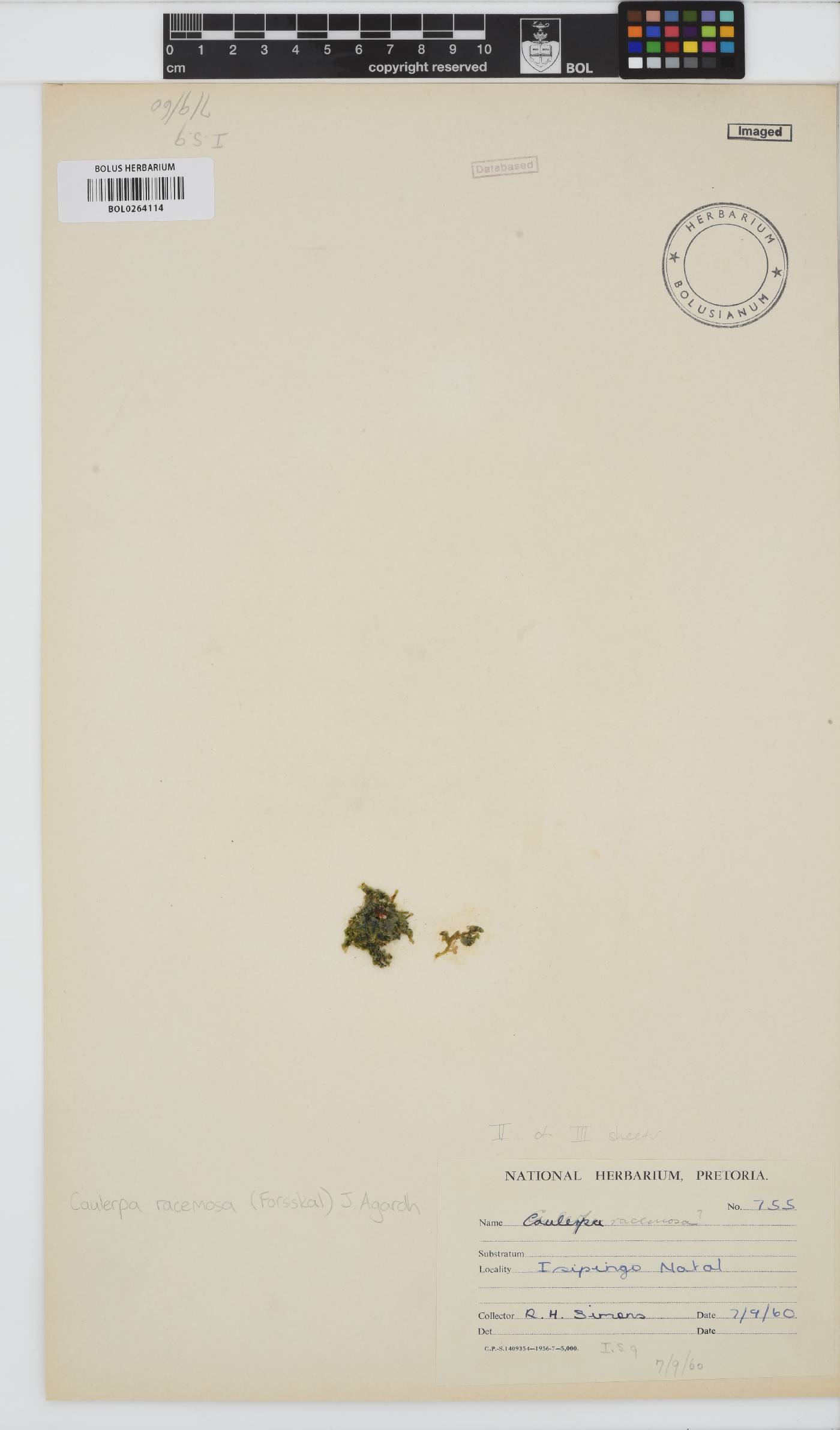 Caulerpa racemosa image