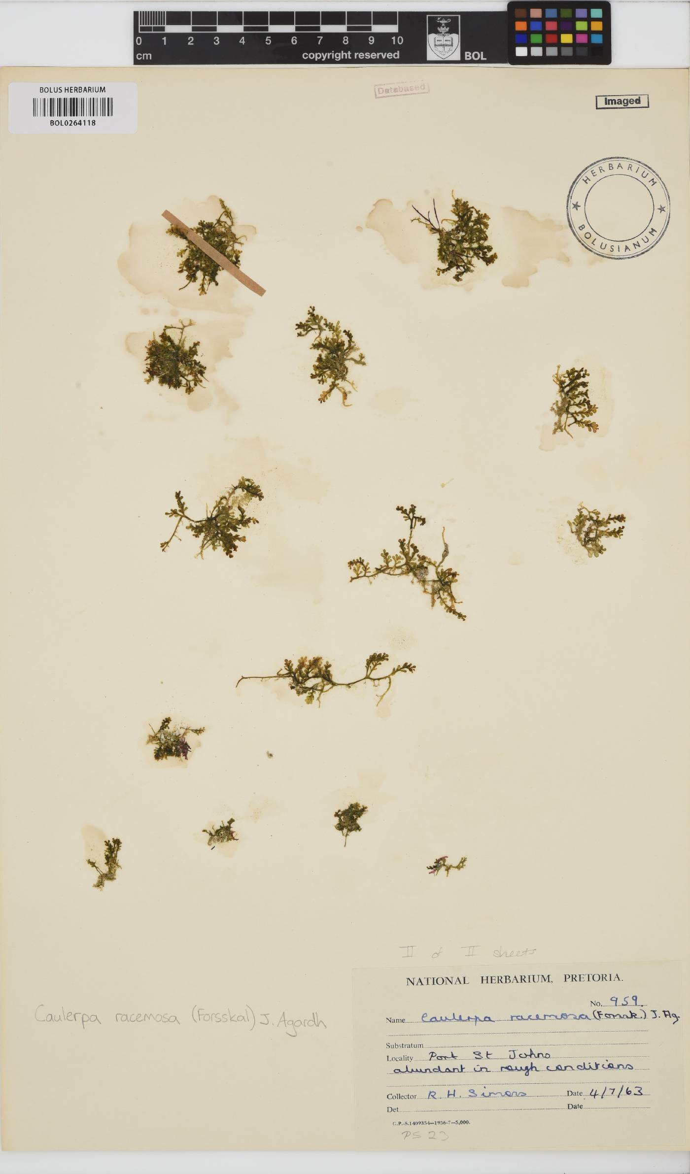 Caulerpa racemosa image
