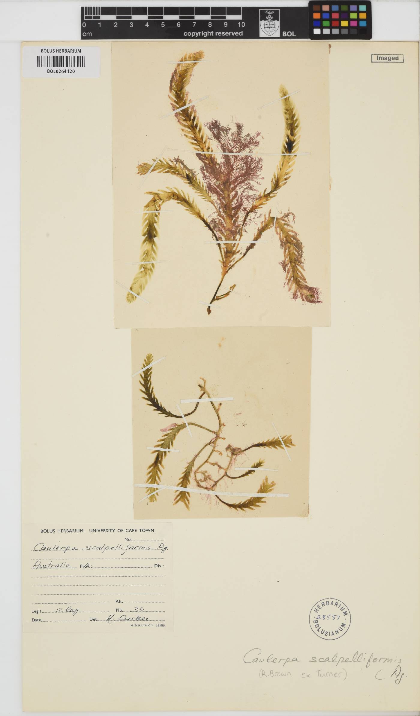 Caulerpa scalpelliformis image