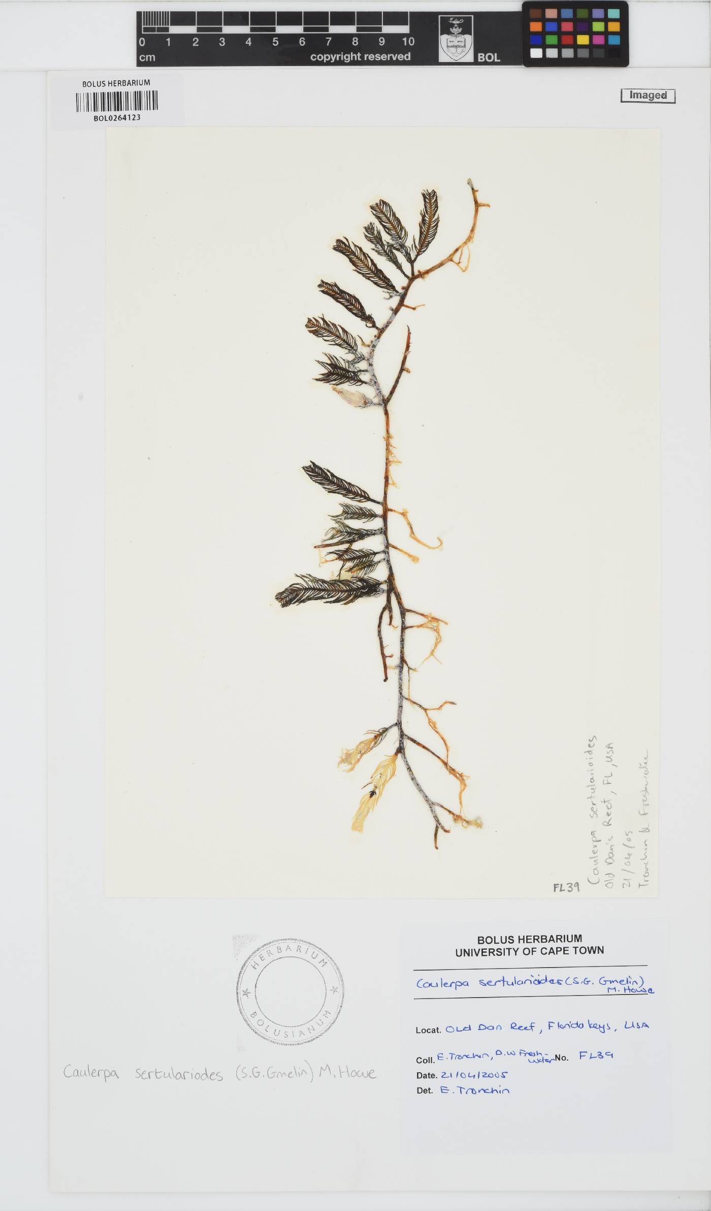 Caulerpa sertularioides image
