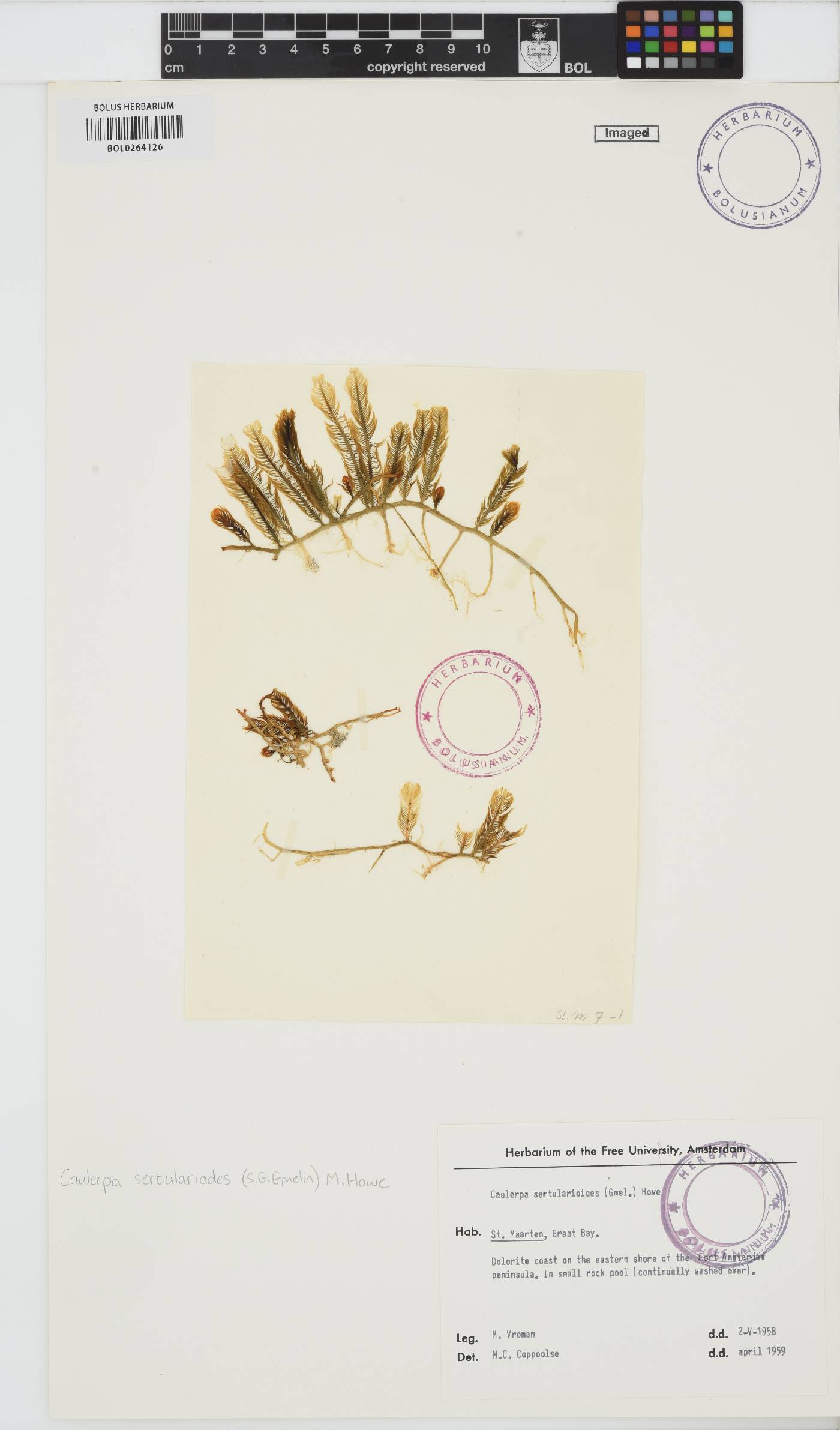 Caulerpa sertularioides image