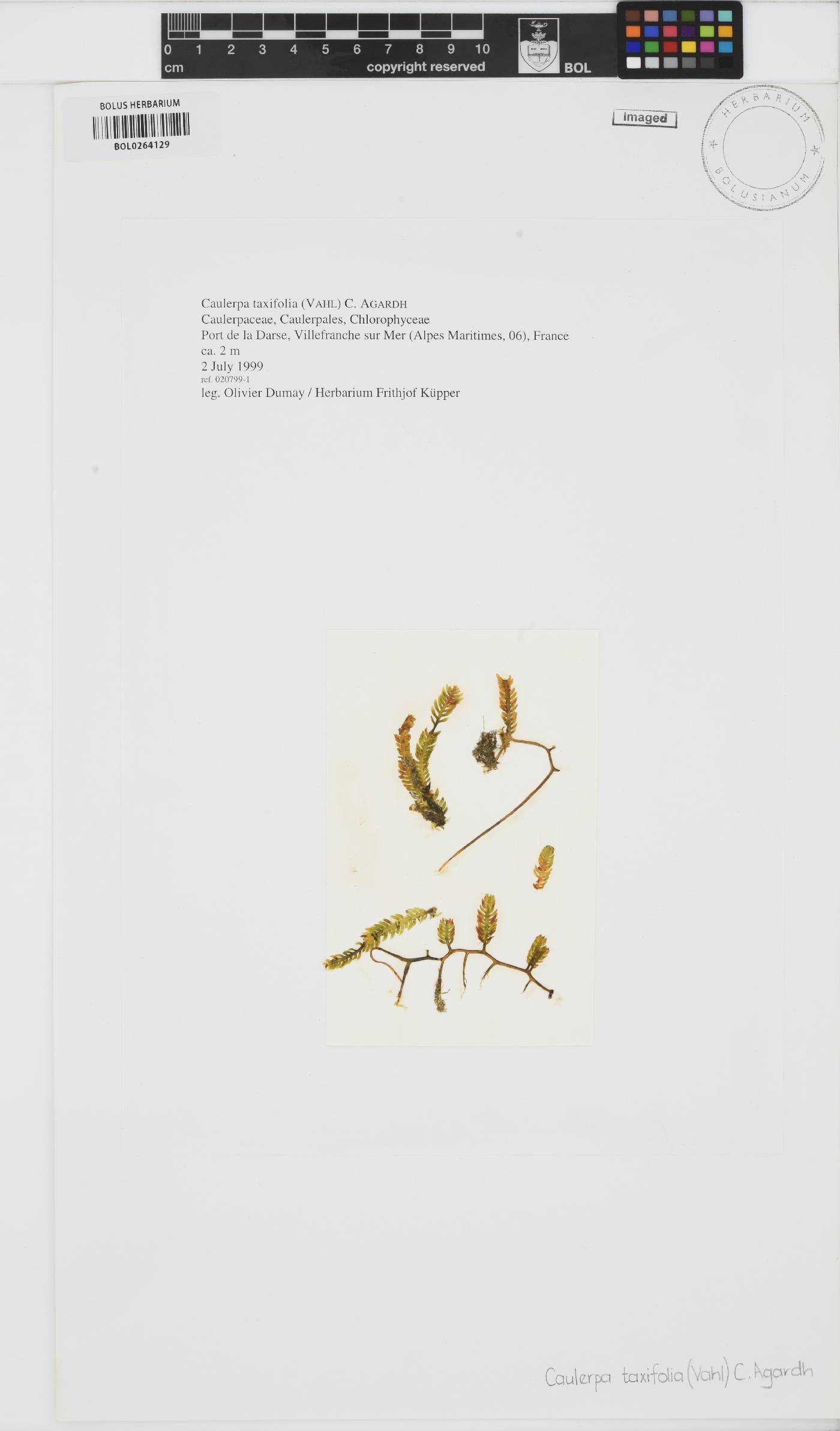 Caulerpa taxifolia image