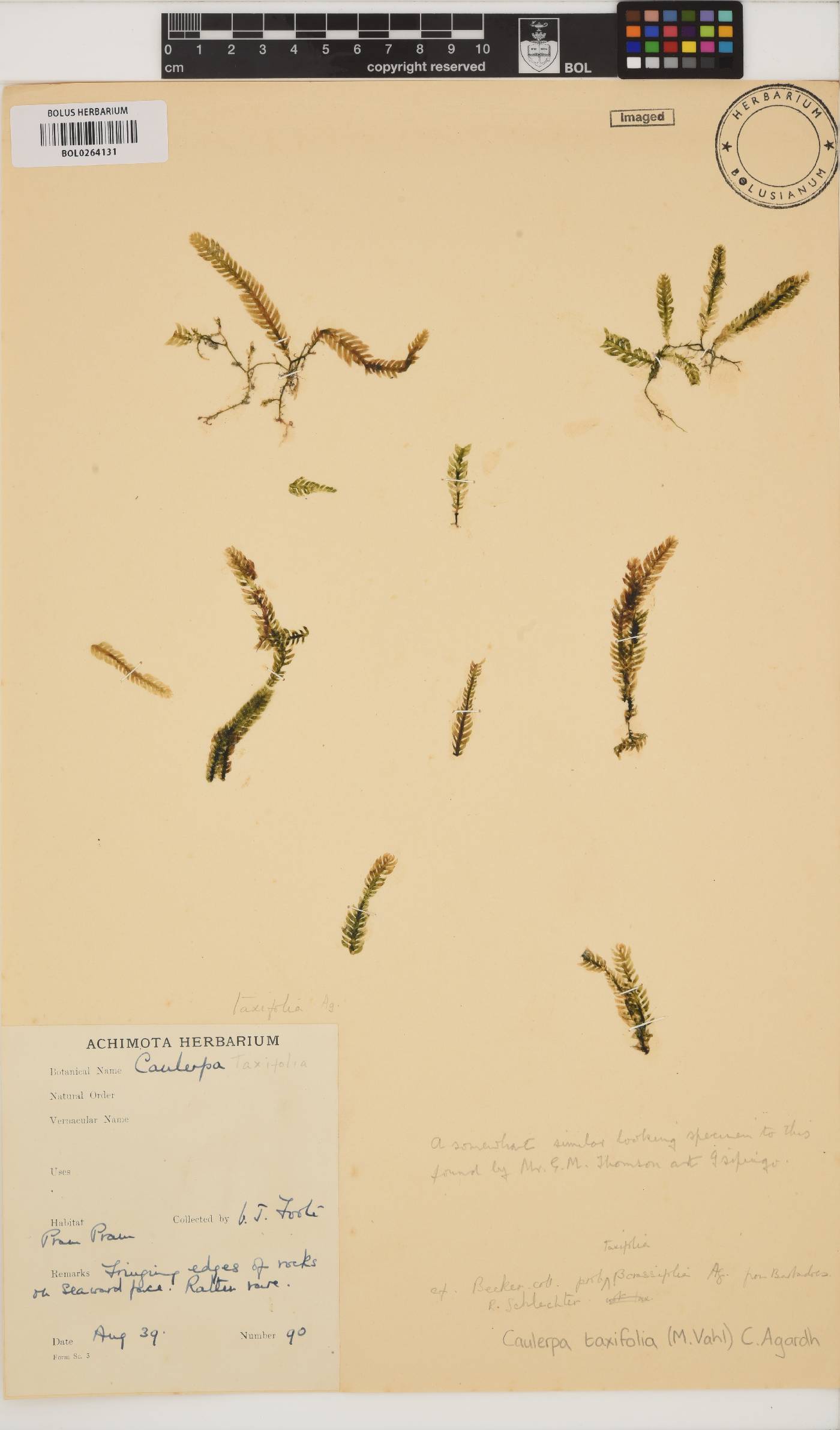 Caulerpa taxifolia image