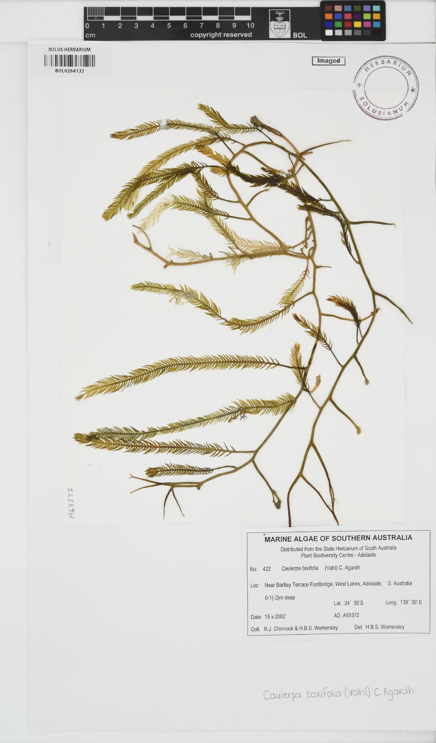 Caulerpa taxifolia image