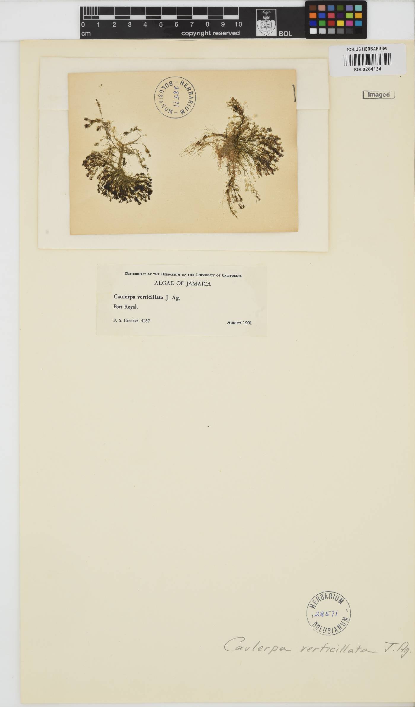 Caulerpa verticillata image