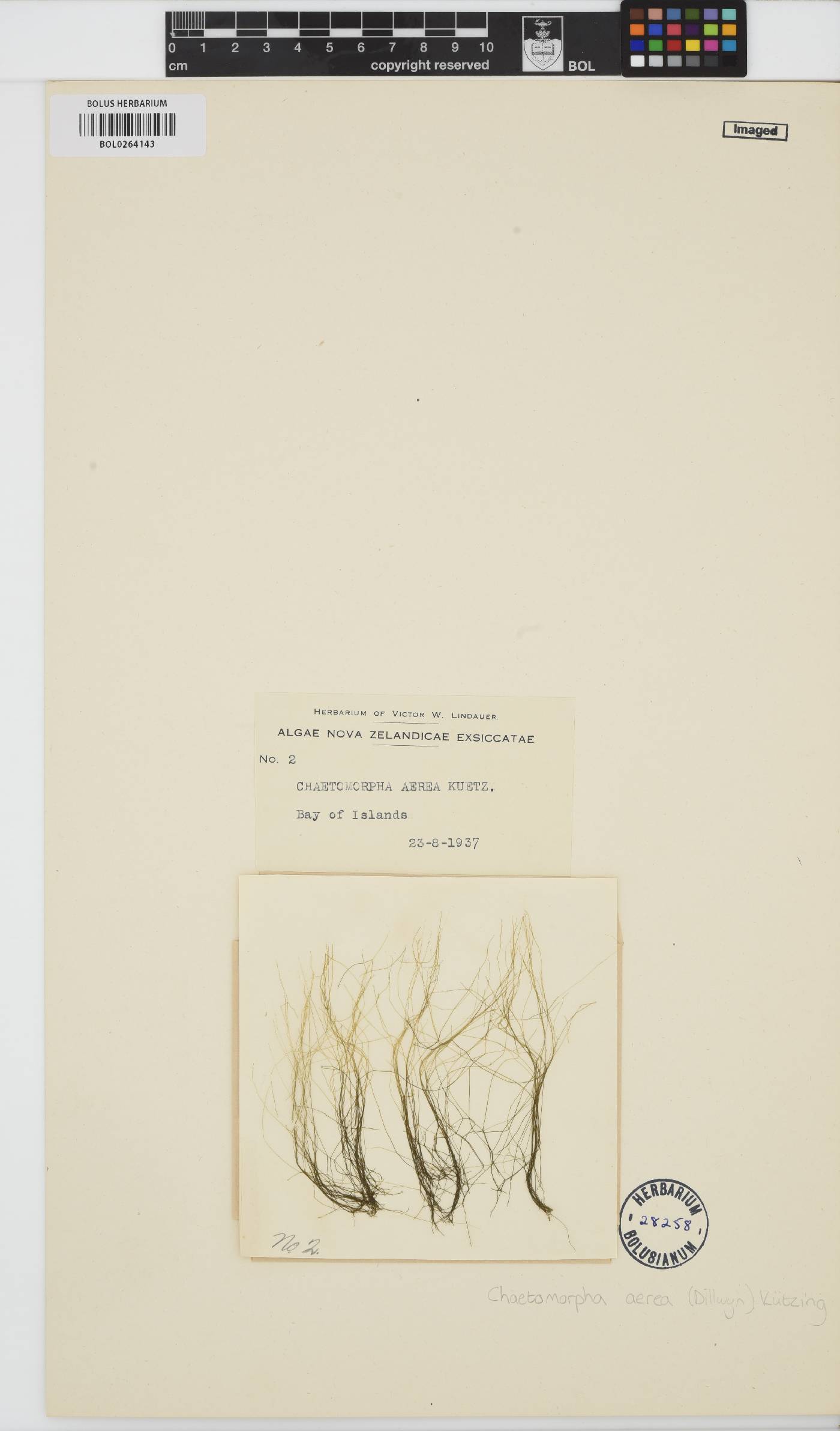 Chaetomorpha aerea image
