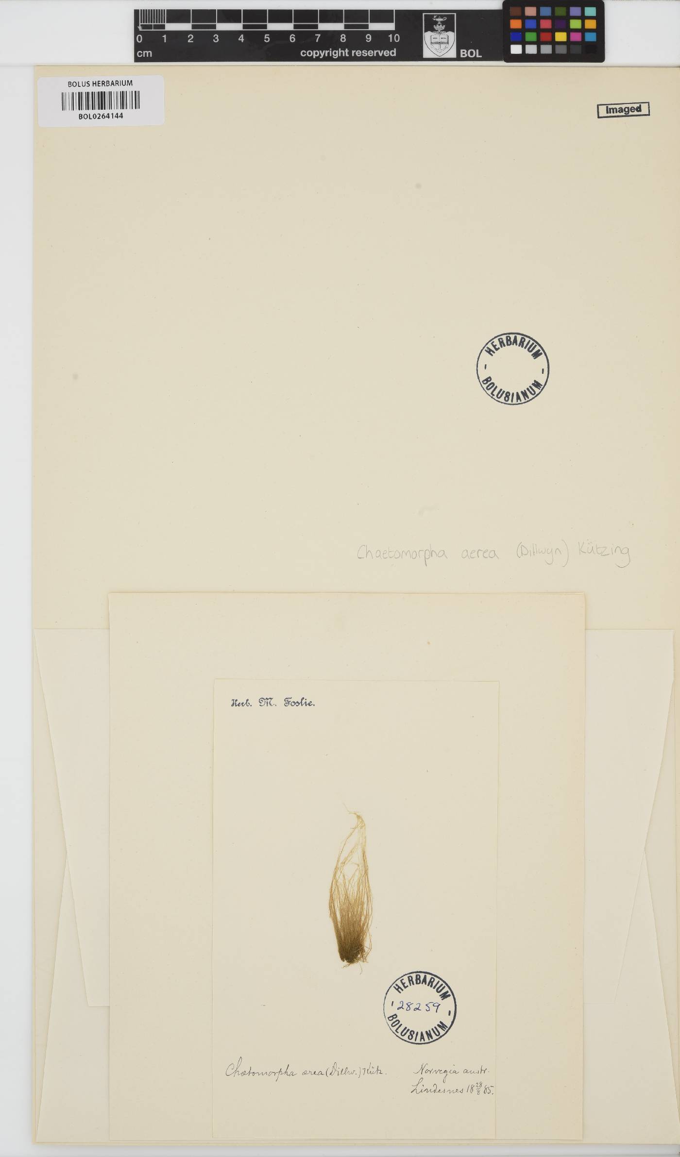 Chaetomorpha aerea image