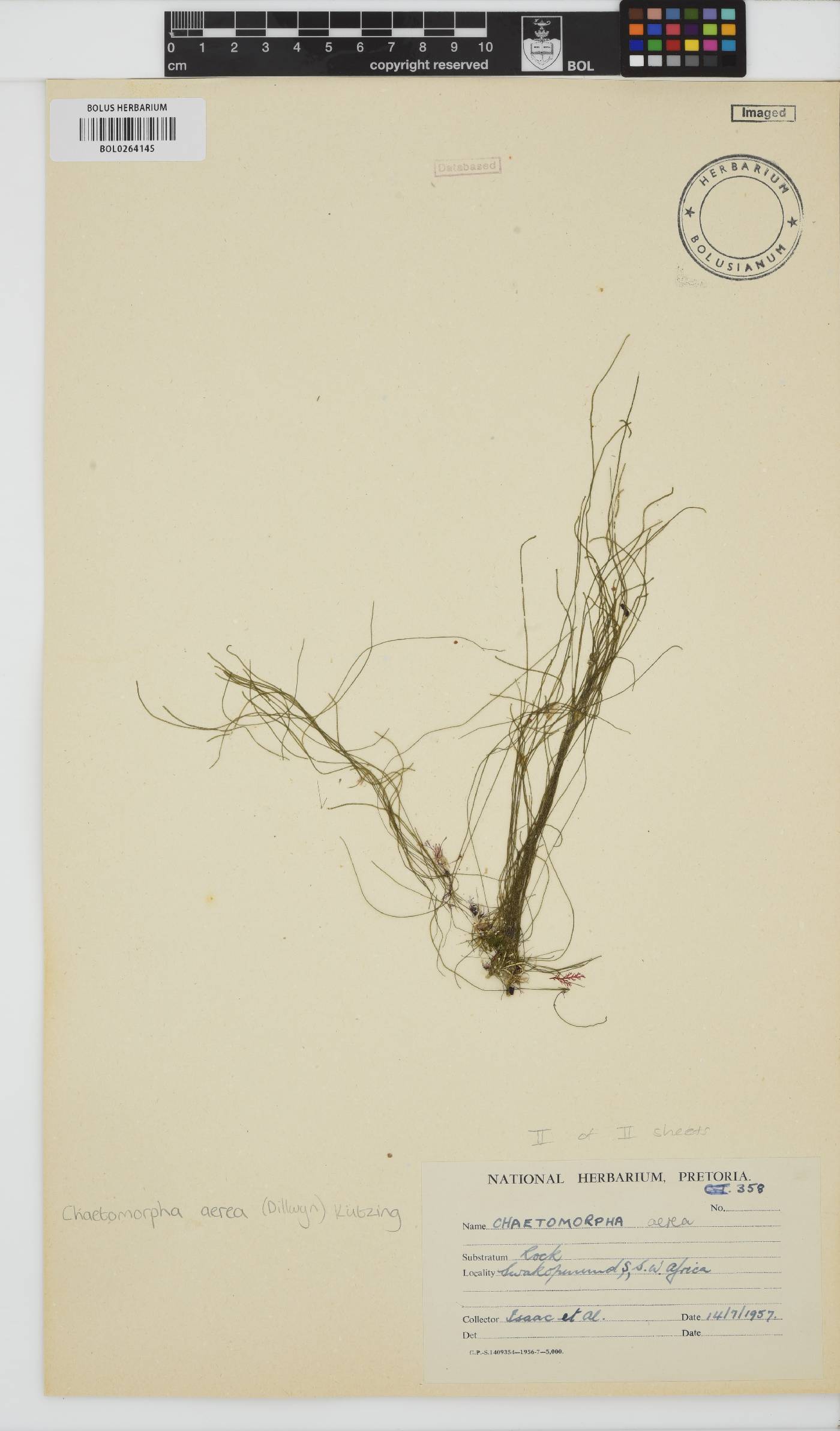 Chaetomorpha aerea image