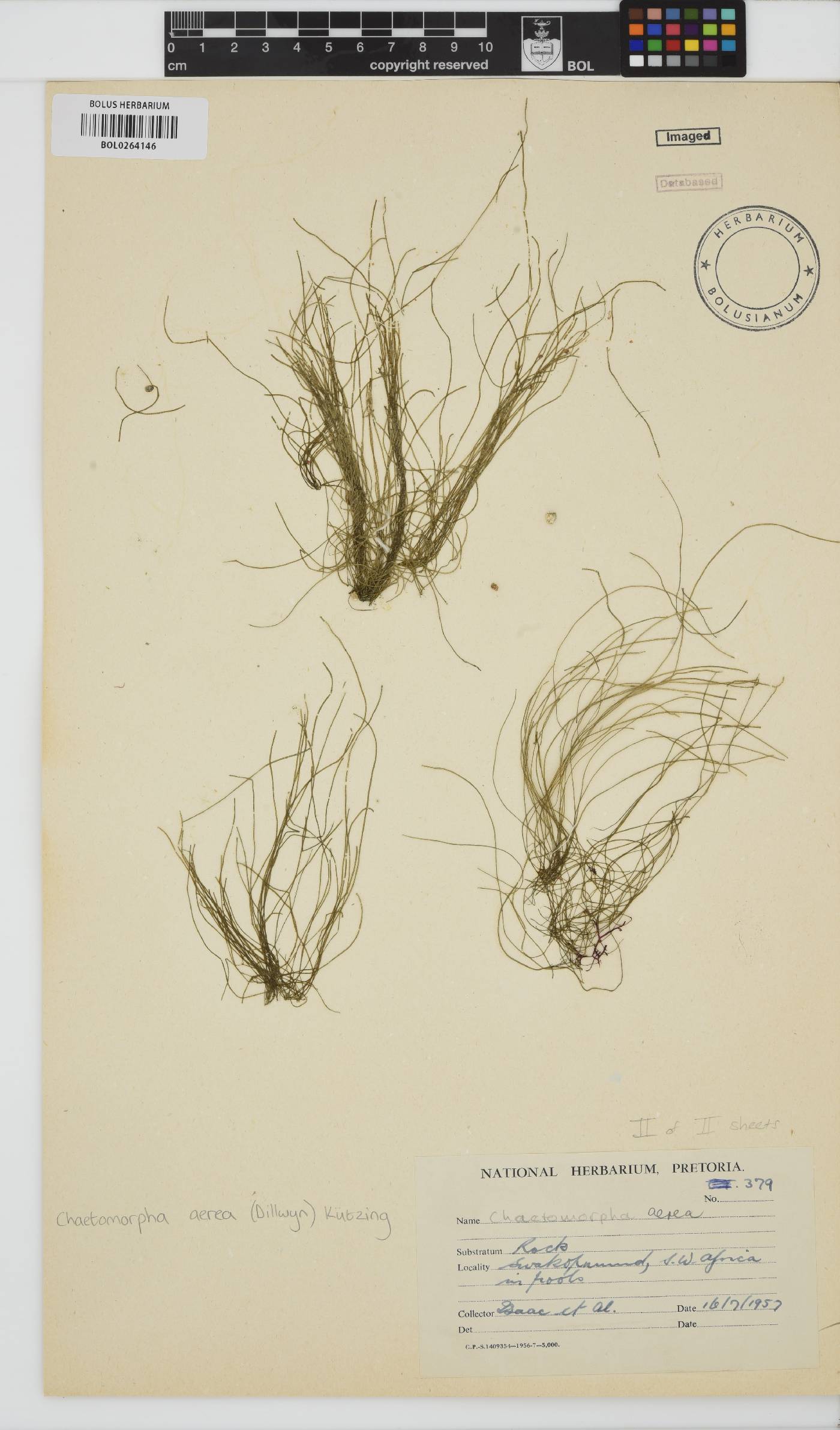 Chaetomorpha aerea image