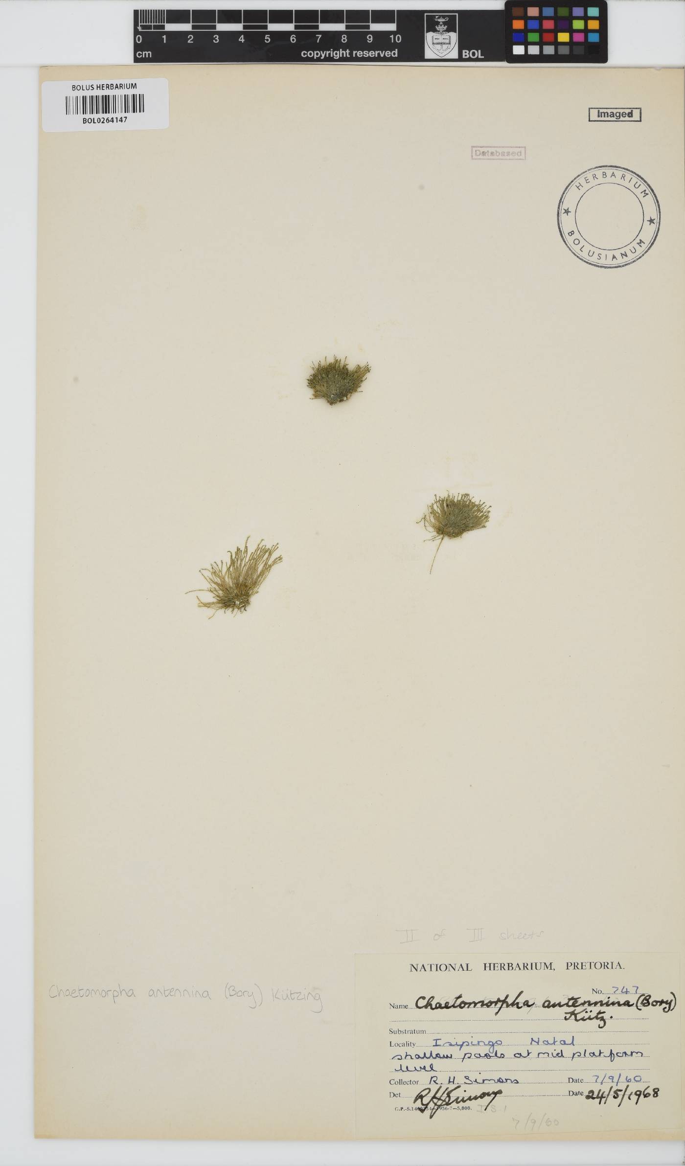 Chaetomorpha antennina image